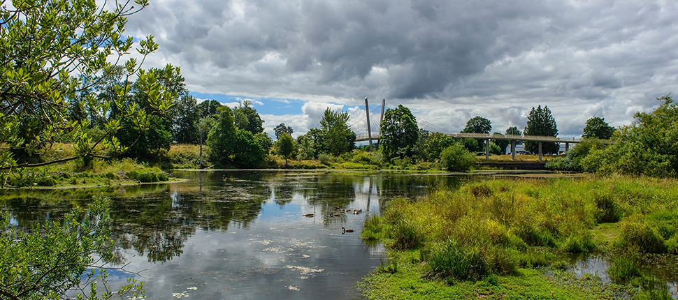 Calm pond reflecting cloudy sky, surrounded by lush green and yellow vegetation.