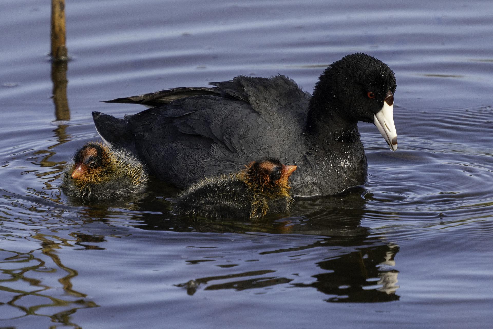 An adult coot swims with two fluffy chicks on calm water.