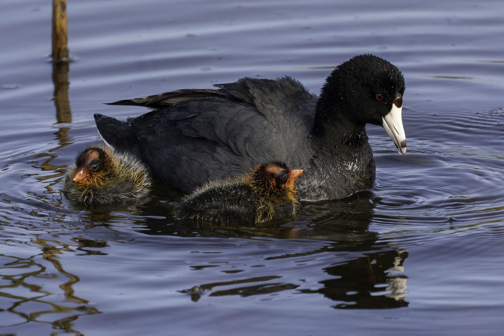 An adult coot swims with two fluffy chicks on calm water. - Ada Hayden Heritage Park Loop