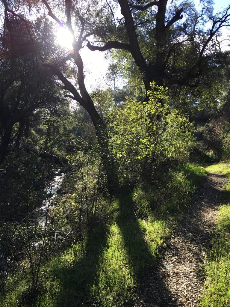 Sunlight streams through trees onto a dirt path beside a small creek.