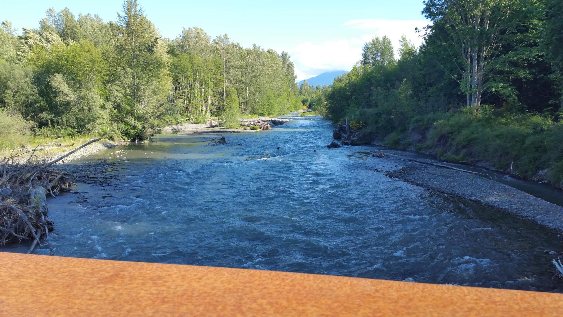 A wide river flows through a dense green forest on a sunny day.