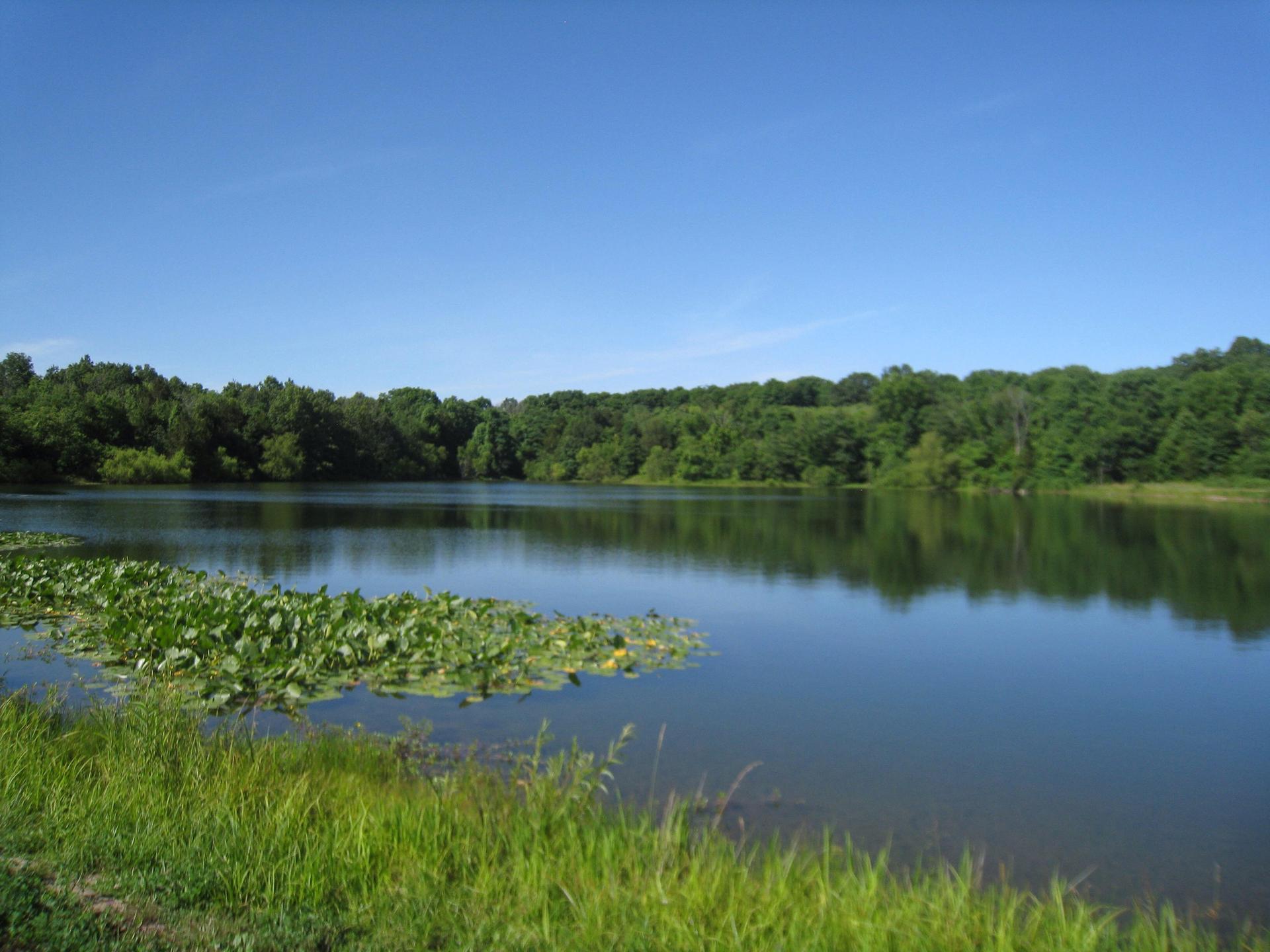 A calm lake with green lily pads, surrounded by lush trees under a clear blue sky.