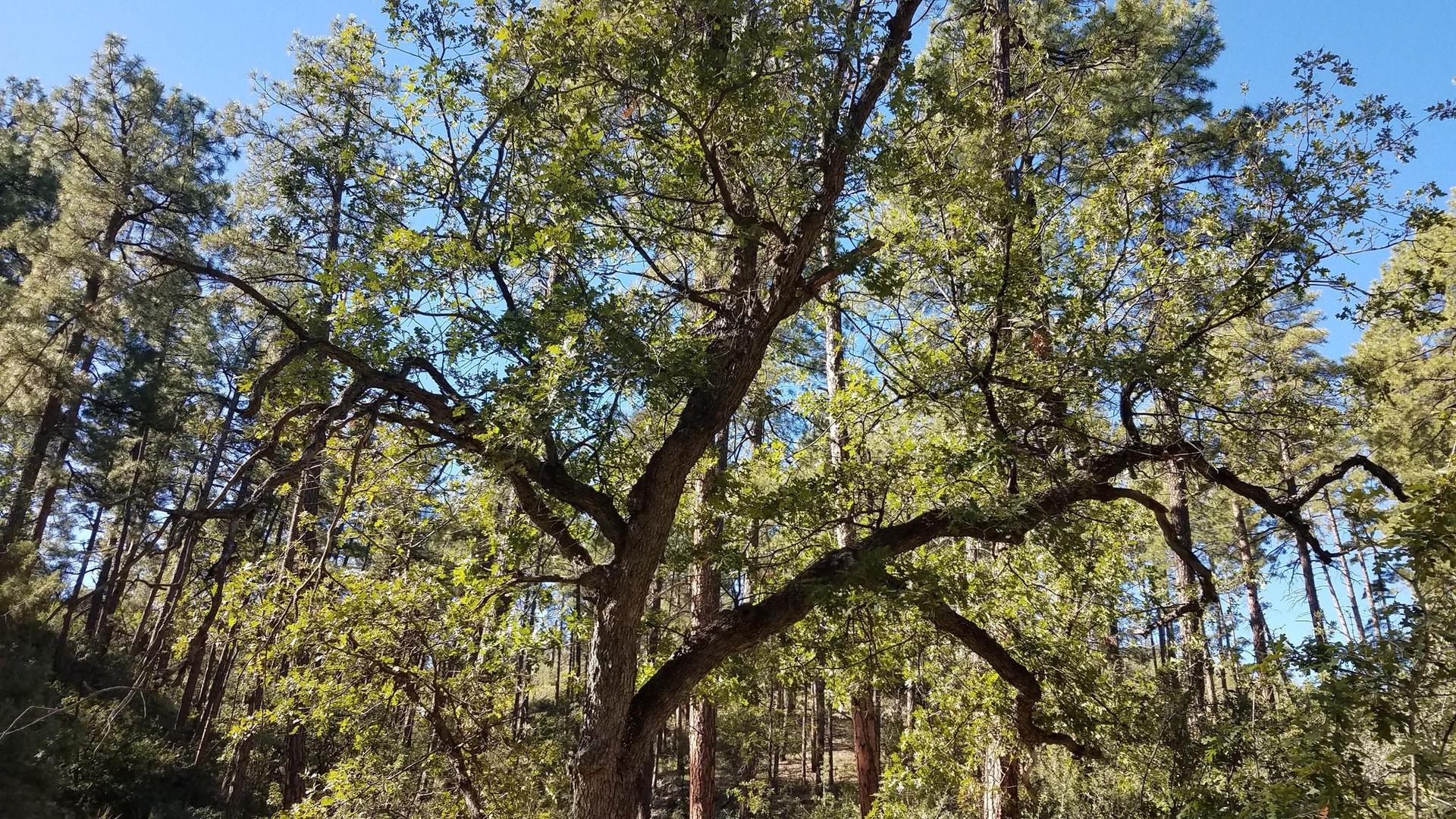 Large tree with green leaves and branches in a dense, sunlit forest.