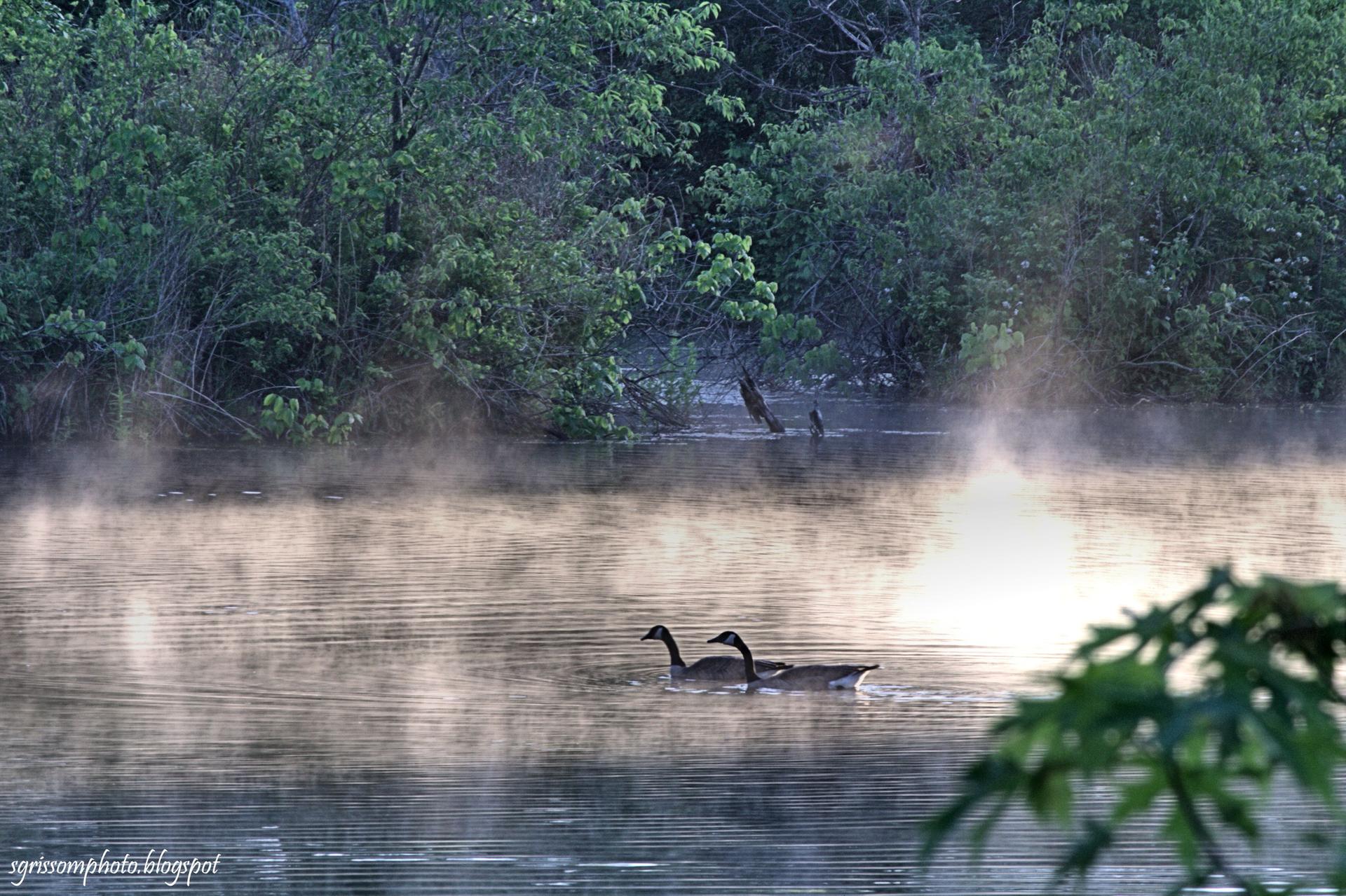 Two ducks swim in a misty lake with dense green trees in the background.
