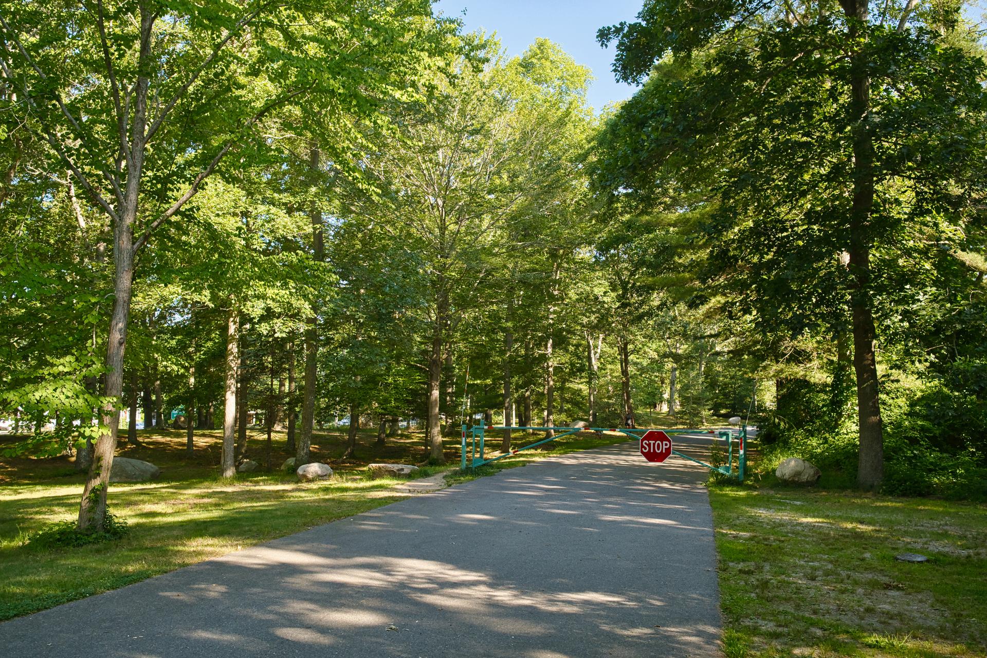 Paved road winding through a dense green forest on a sunny day.
