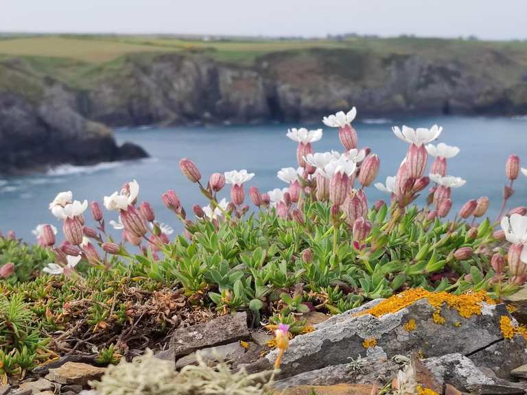 Pen Castell-coch Rock Arch and Wildflowers – Hikes & How to Get There ...