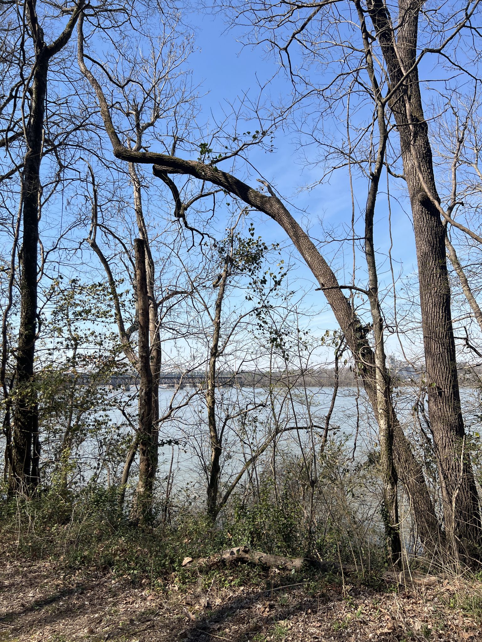 Sunlight filters through bare trees overlooking a wide, calm river. - Tennessee River viewpoint loop from The Frank Lloyd Wright Rosenbaum House