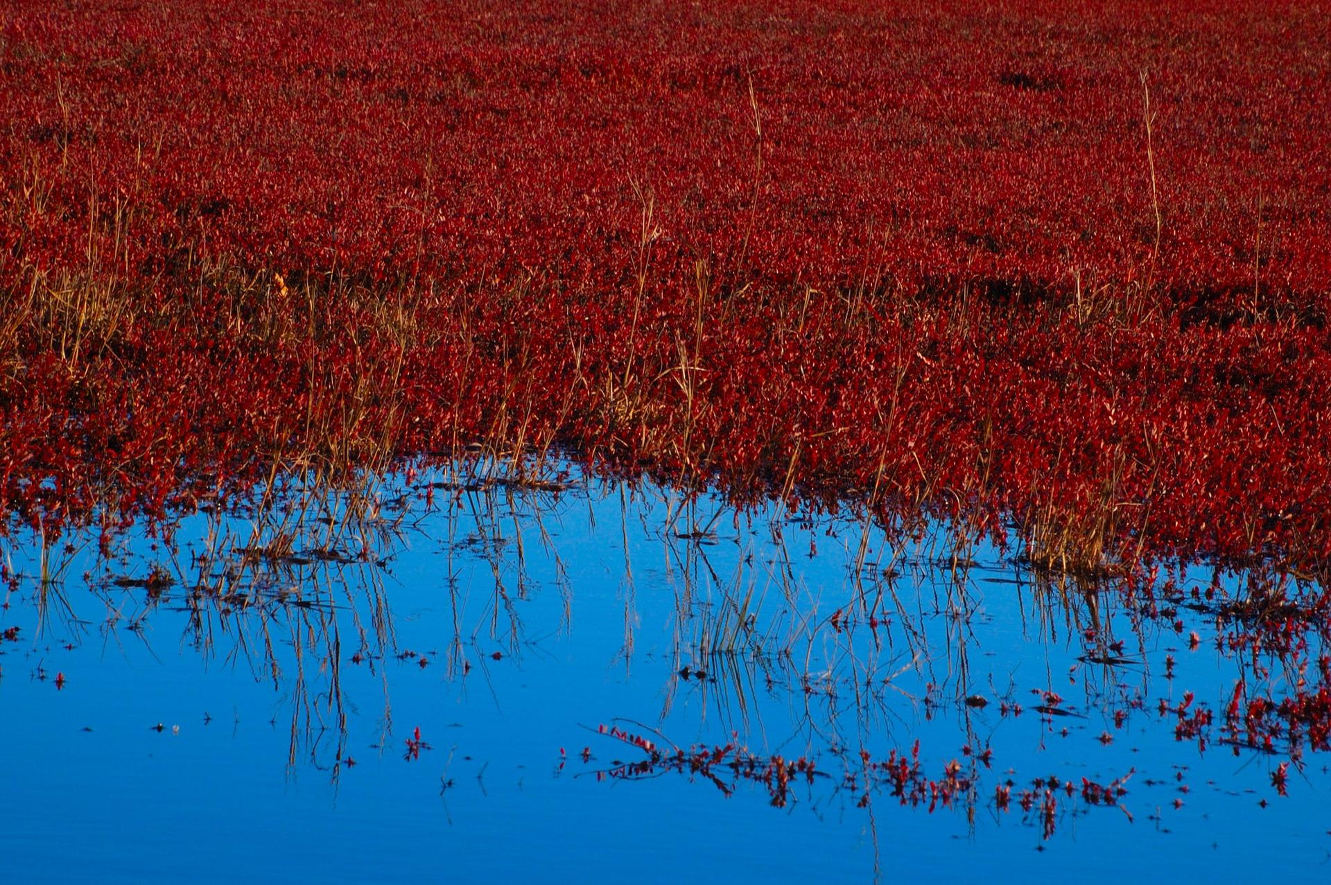 Vibrant red marsh plants next to still blue water, bright daylight.