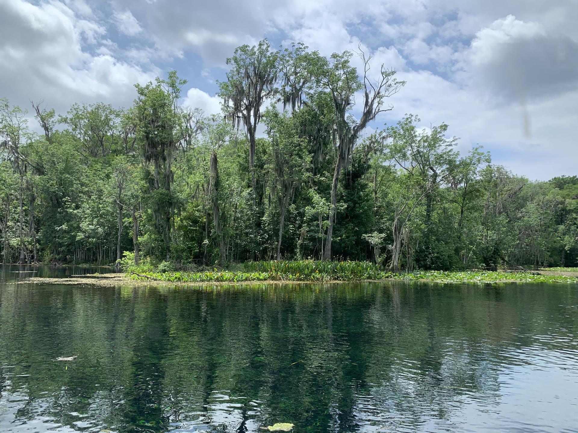 Calm river reflecting a dense forest with moss-covered trees under clouds.