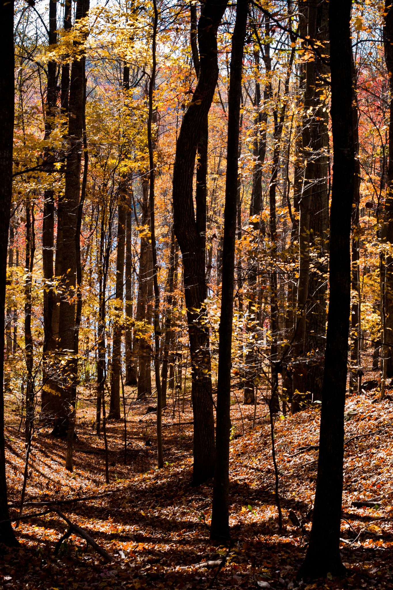 Sunlight filters through a dense autumn forest with golden leaves and dappled shadows. - Heyward Contour Trail