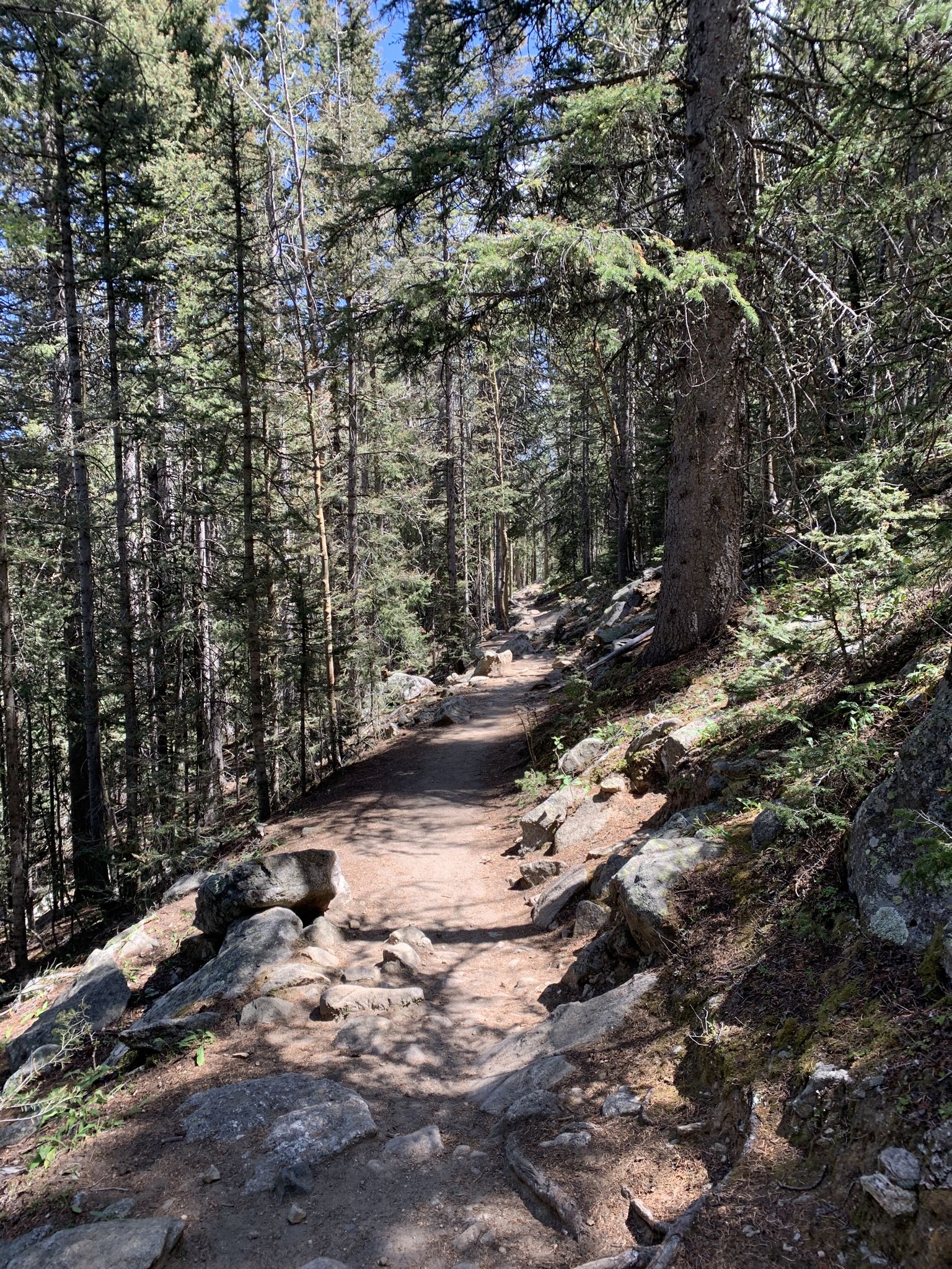 A sun-dappled dirt path winds through a dense pine forest with scattered rocks. - Lake Katherine via Winsor Trail
