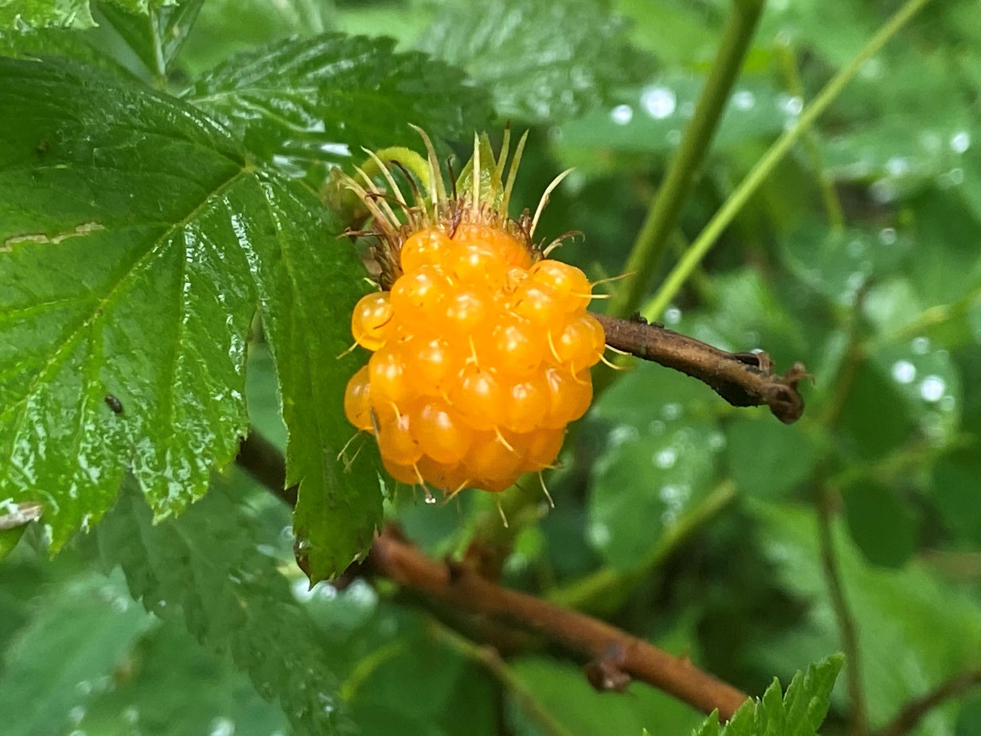 Close-up of a vibrant yellow berry on a plant with green, wet leaves.