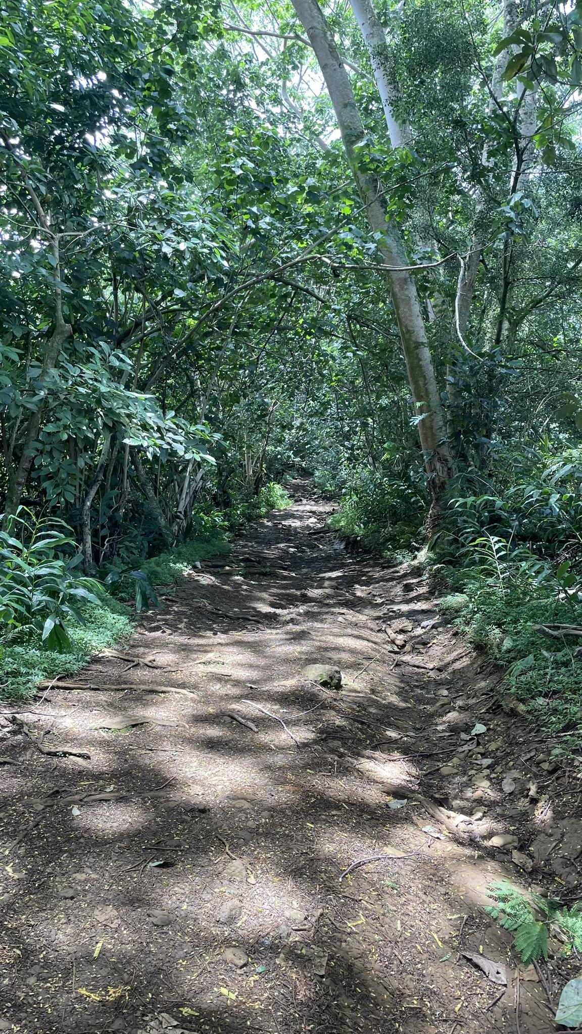 Shady dirt path winding through a dense, green tropical forest with dappled light.