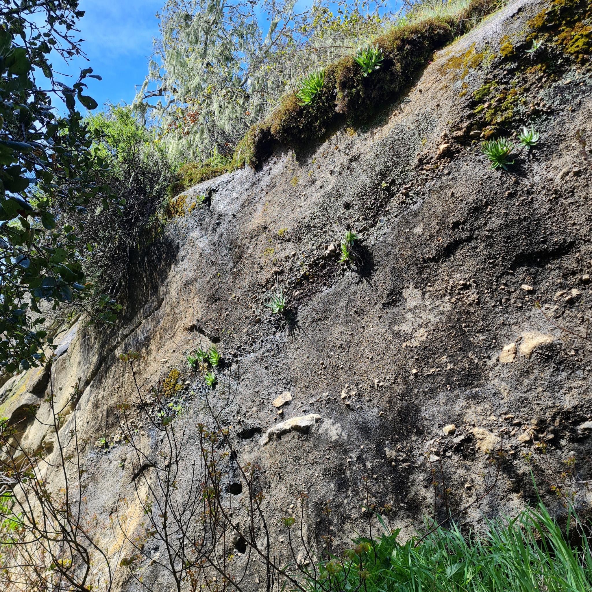Sunny rock face covered in moss and small green plants.