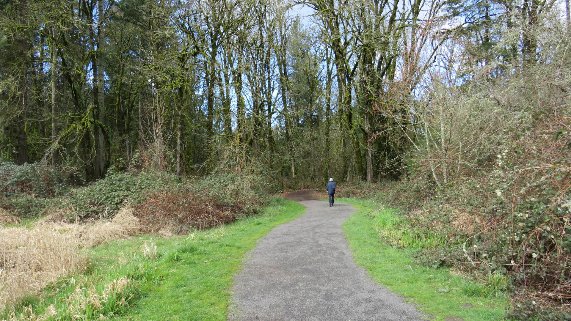A person walks on a dirt path through a green forest on an overcast day.