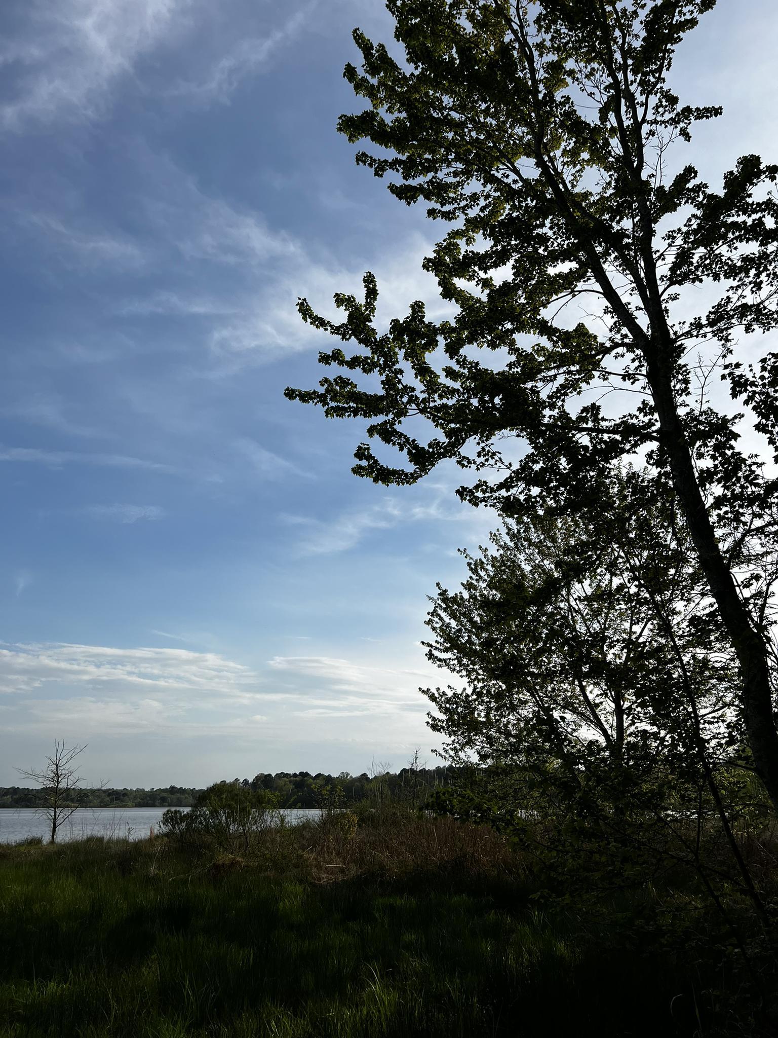 Tall trees frame a distant lake under a bright, partly cloudy sky.