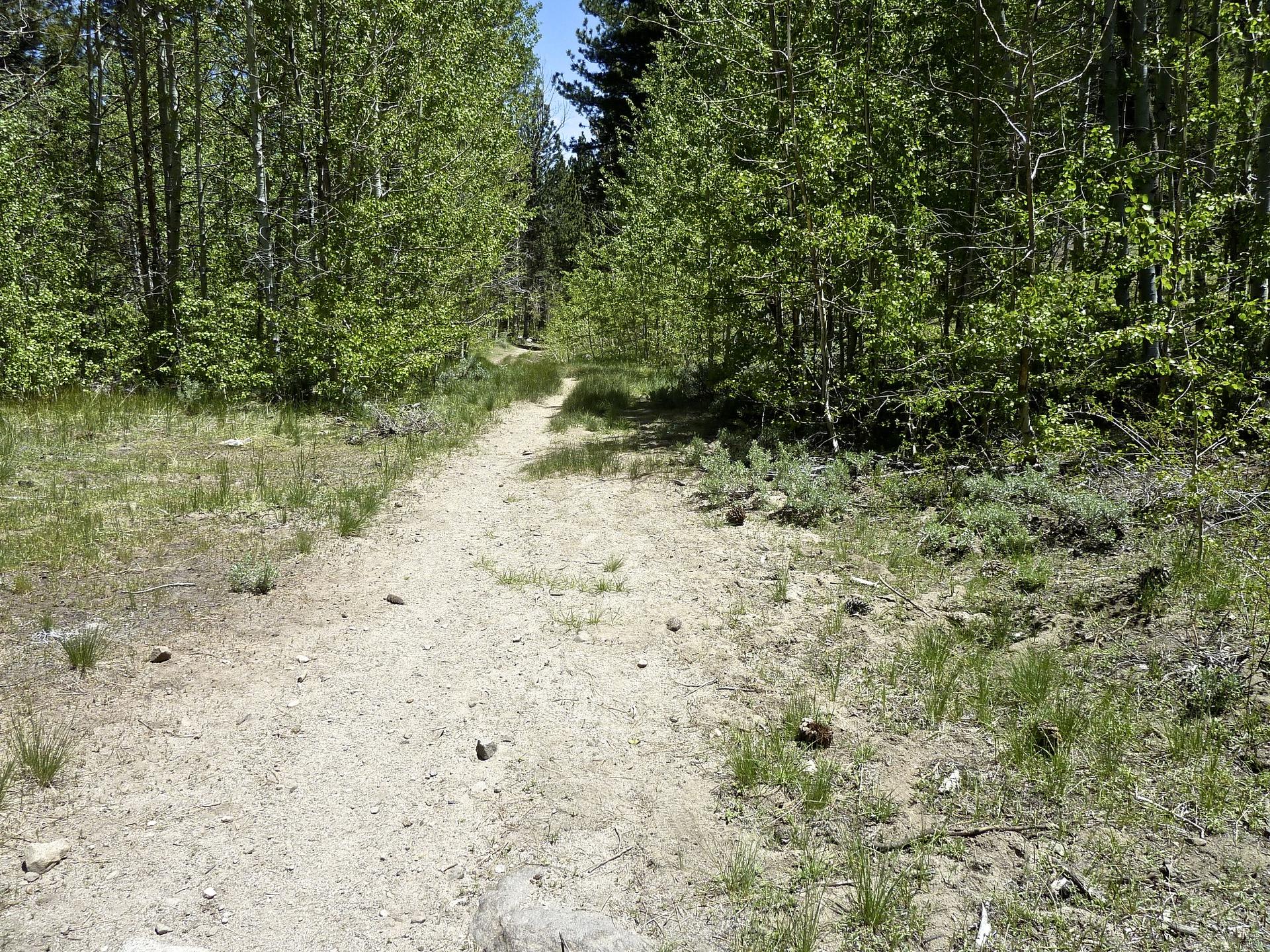 A sunlit dirt path leads through a lush green forest.