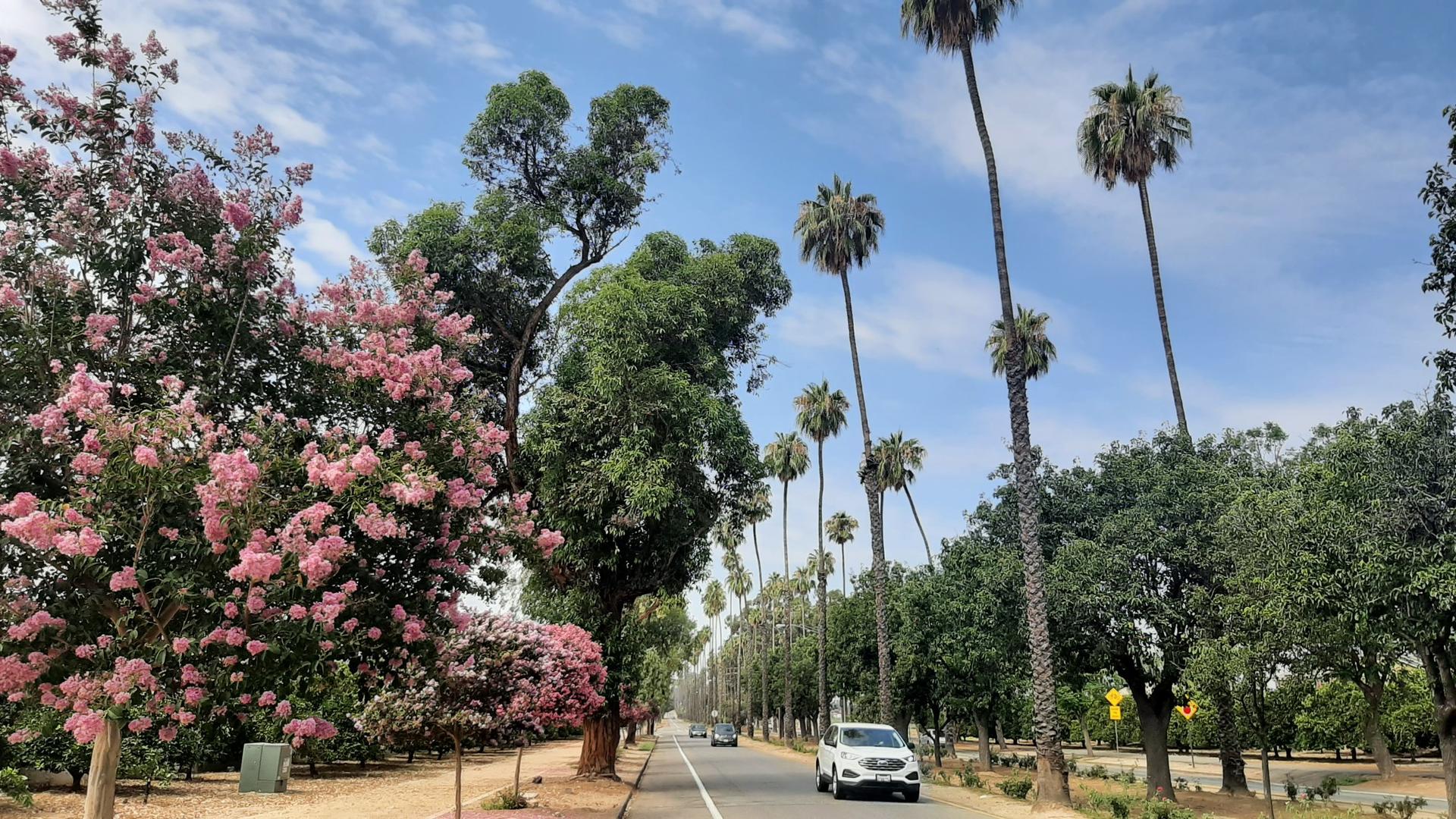 A sunny road with pink flowering trees and tall palms, a car driving.