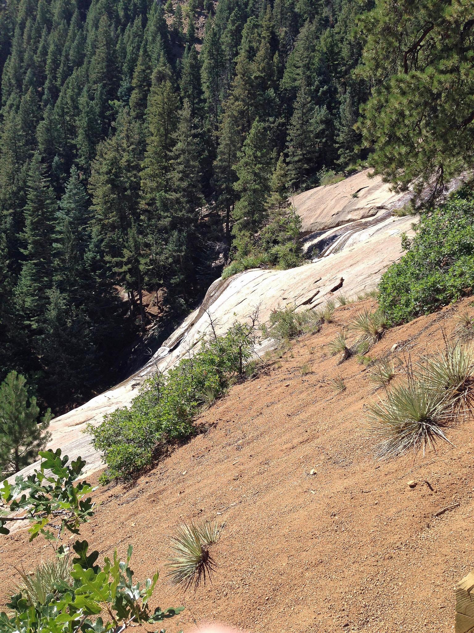 Steep rocky hillside with sparse plants, light-colored rock, and dense pine forest.