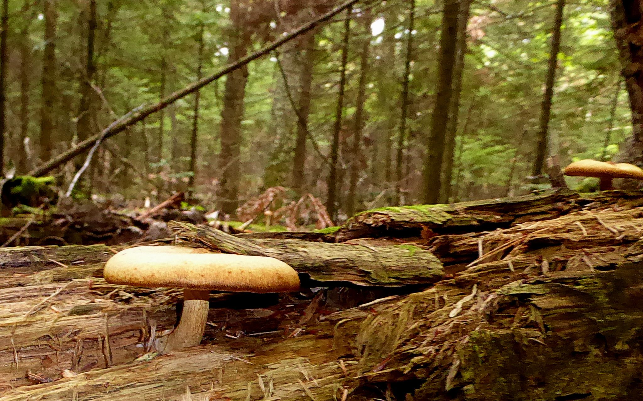 Mushrooms grow on a mossy, decaying log in a sun-dappled, dense forest. - Shoreline Trail