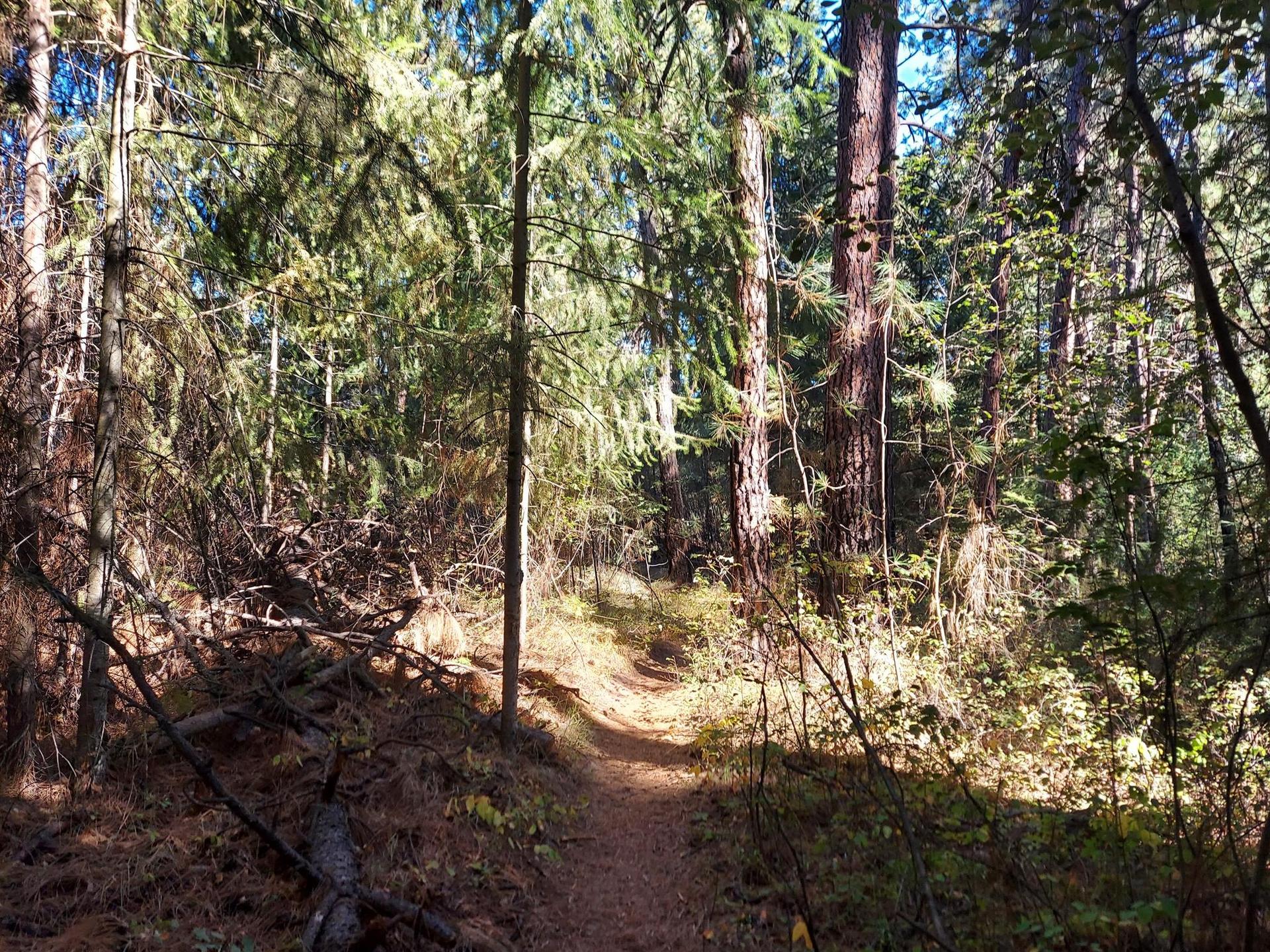 Dappled sunlight illuminates a winding dirt path through a dense, green forest.
