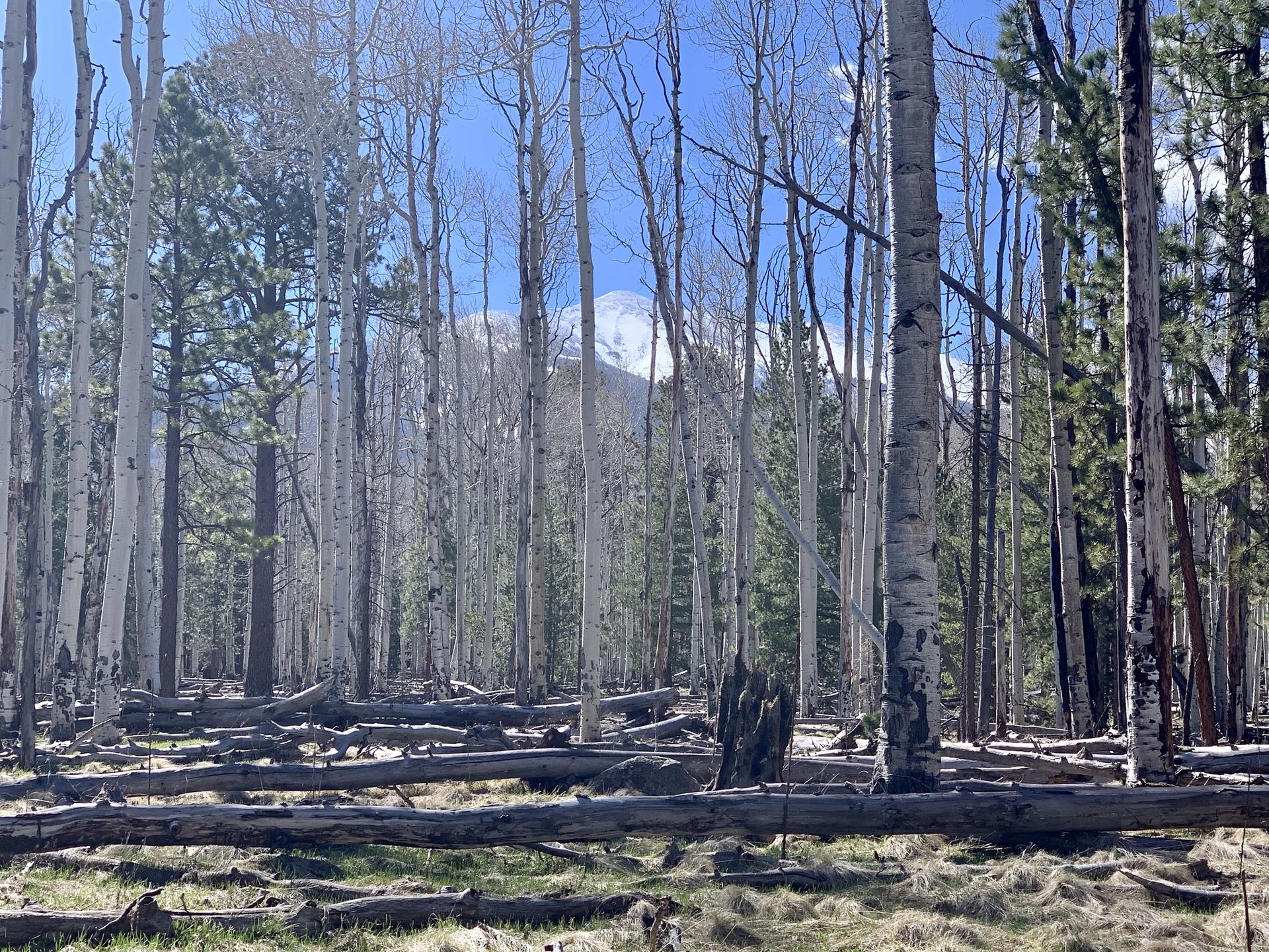 Dense forest of bare aspen trees with fallen logs and distant mountains.