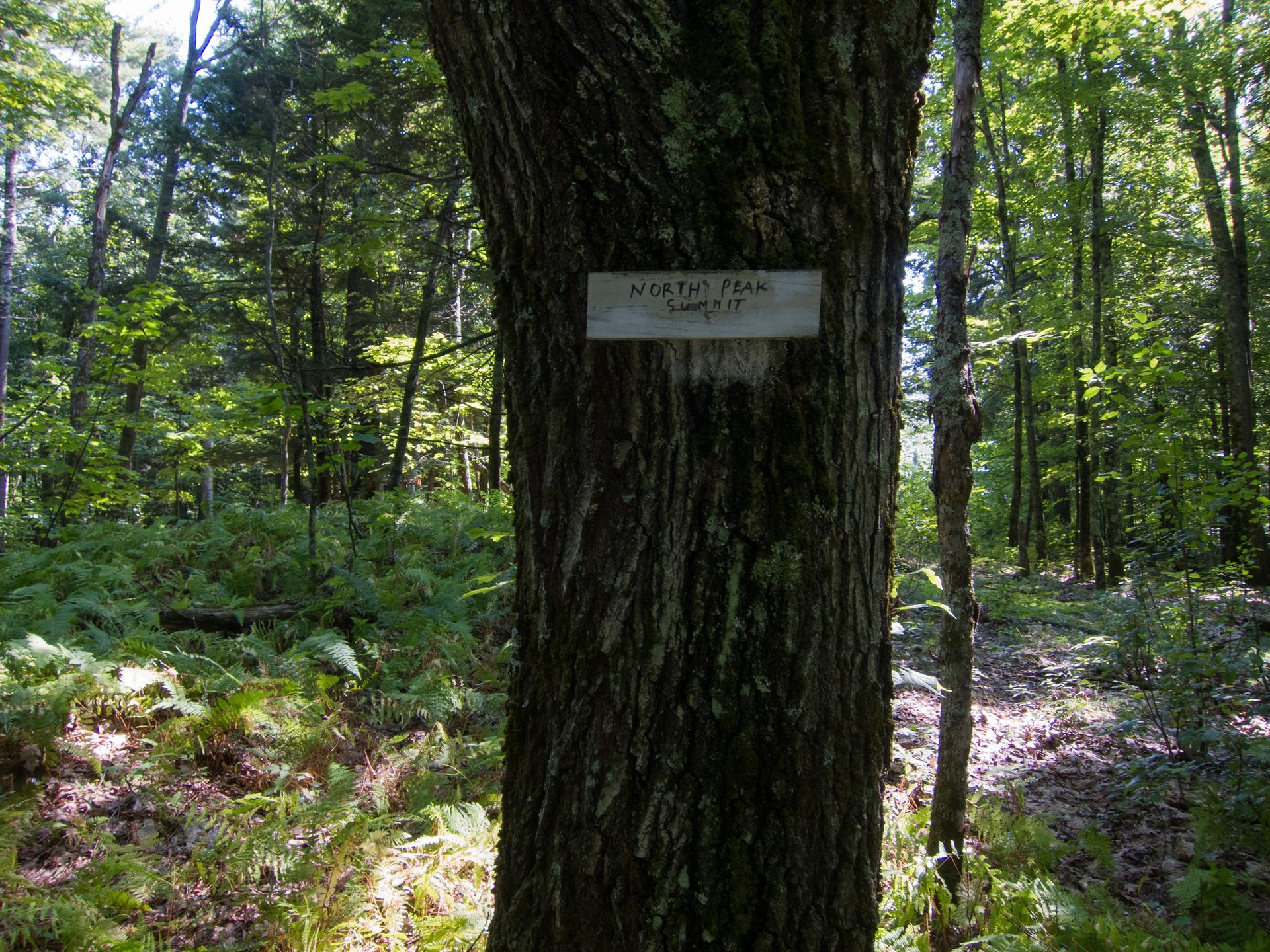 A wooden sign on a tree trunk in a sun-dappled, dense forest.
