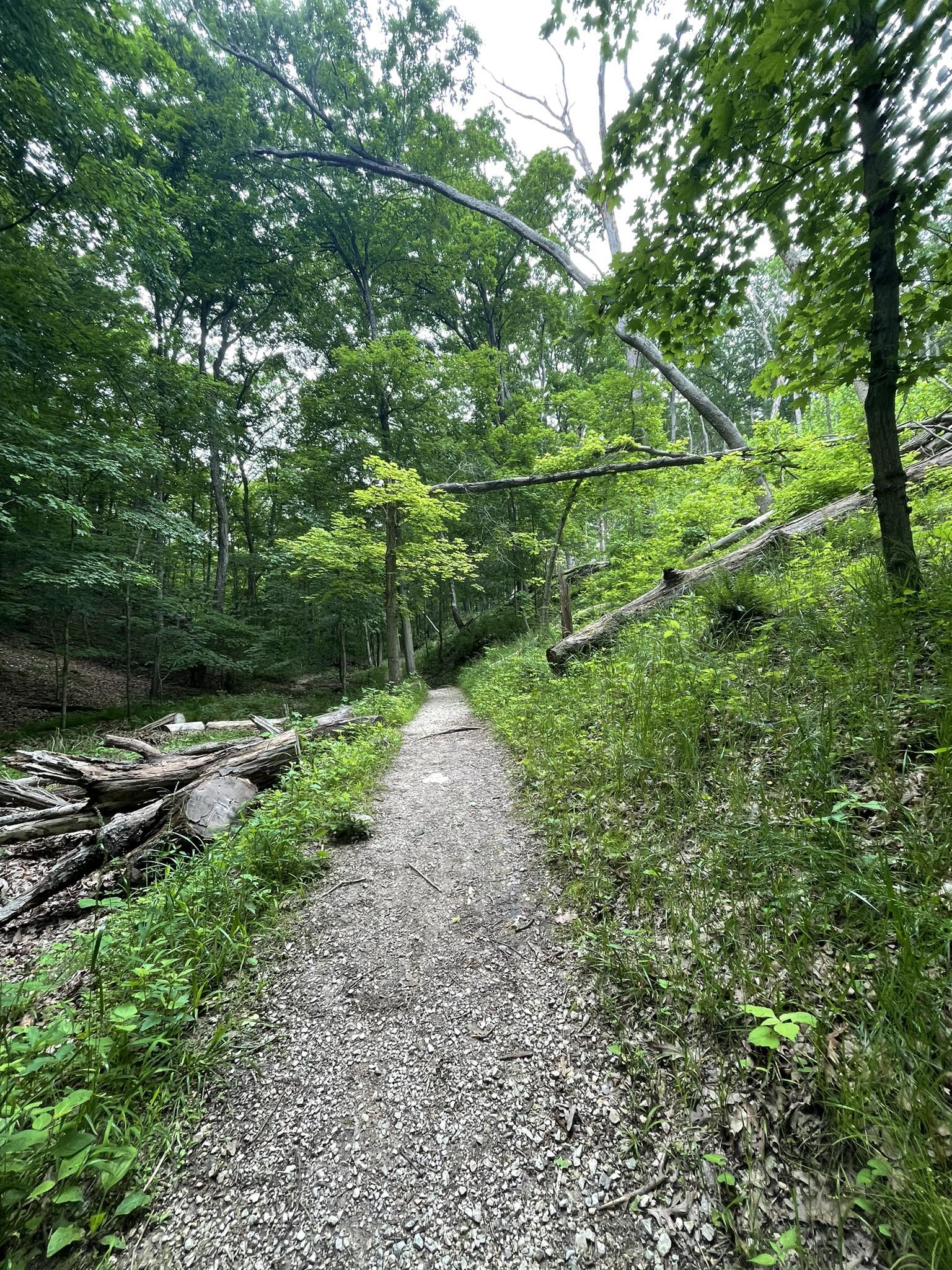 A gravel path leads through a dense green forest with fallen logs.
