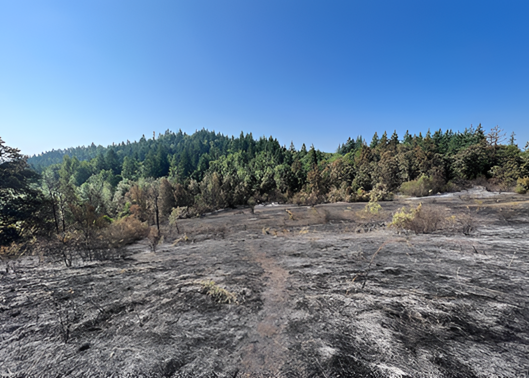 Burnt ground and charred trees in foreground, green forest and clear blue sky.