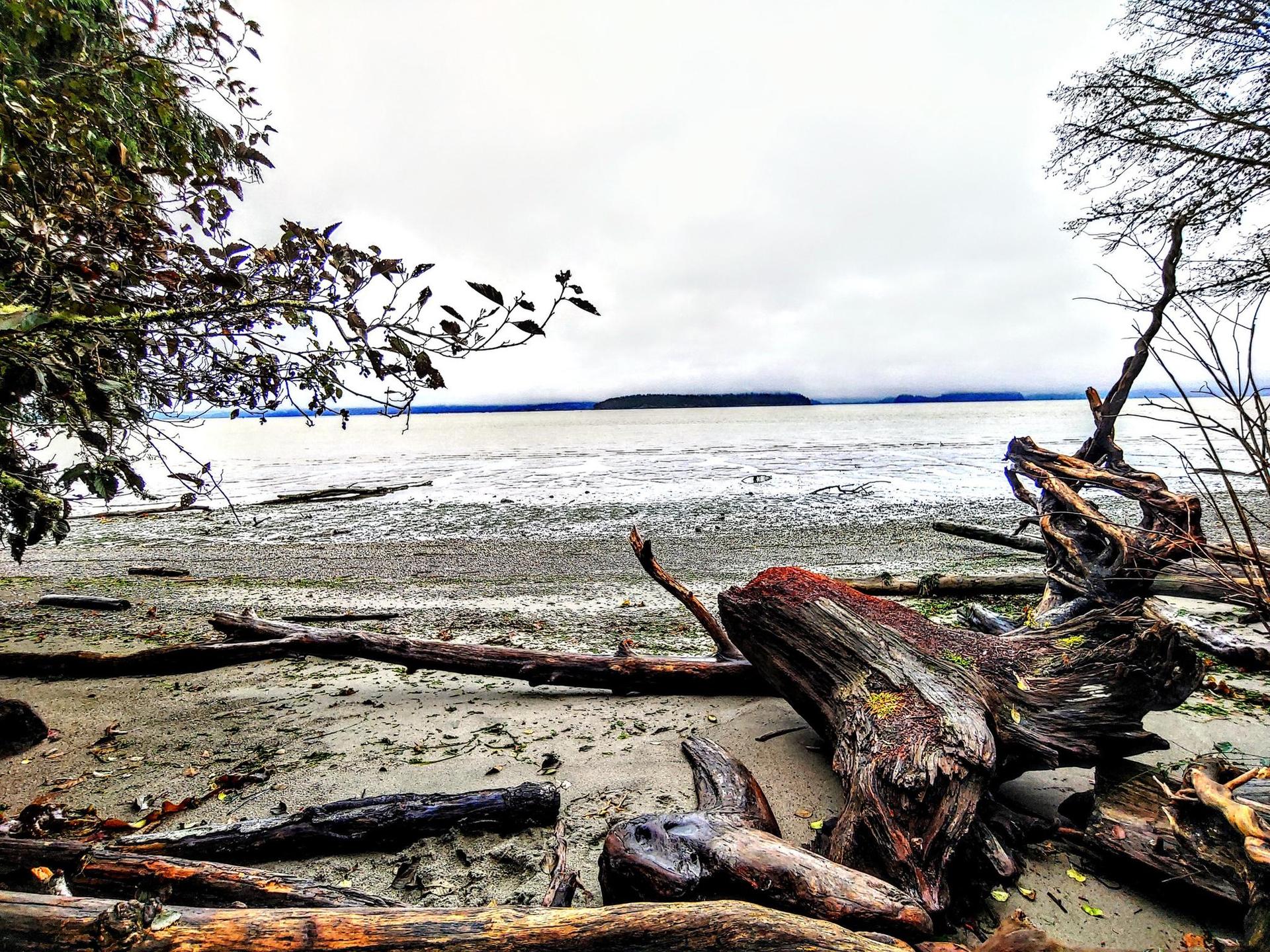 Driftwood on a sandy beach by calm water under a cloudy sky.