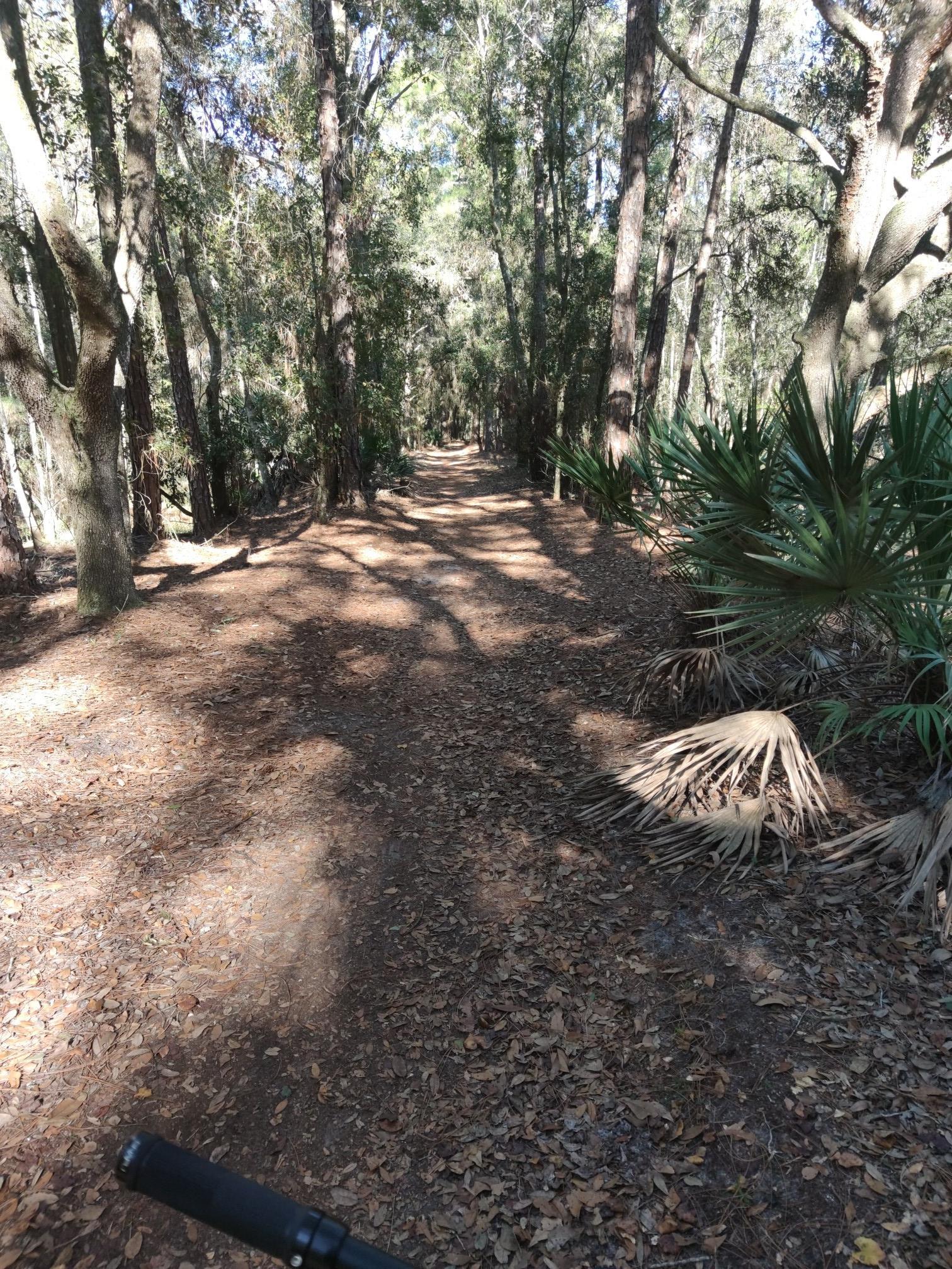 Dirt path winding through a sun-dappled forest with palm fronds.