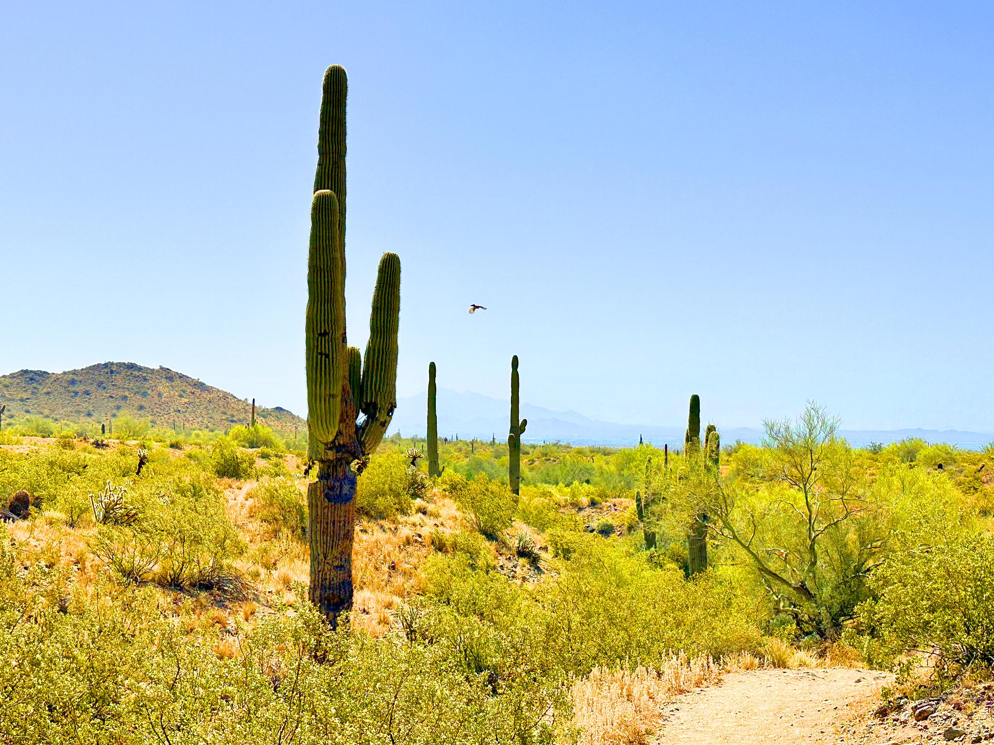 Bright desert scene with saguaro cacti, green bushes, and a winding dirt path.