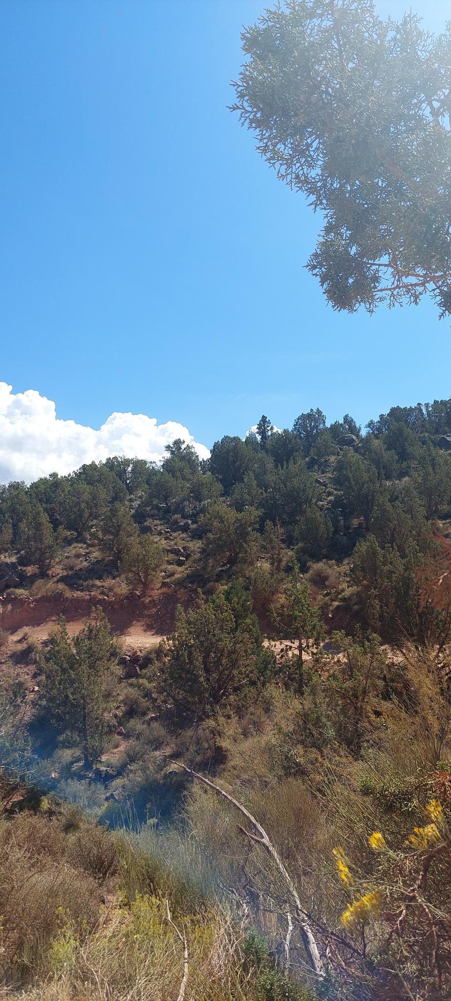 Sun-drenched hillside with scattered green trees under a bright blue sky.