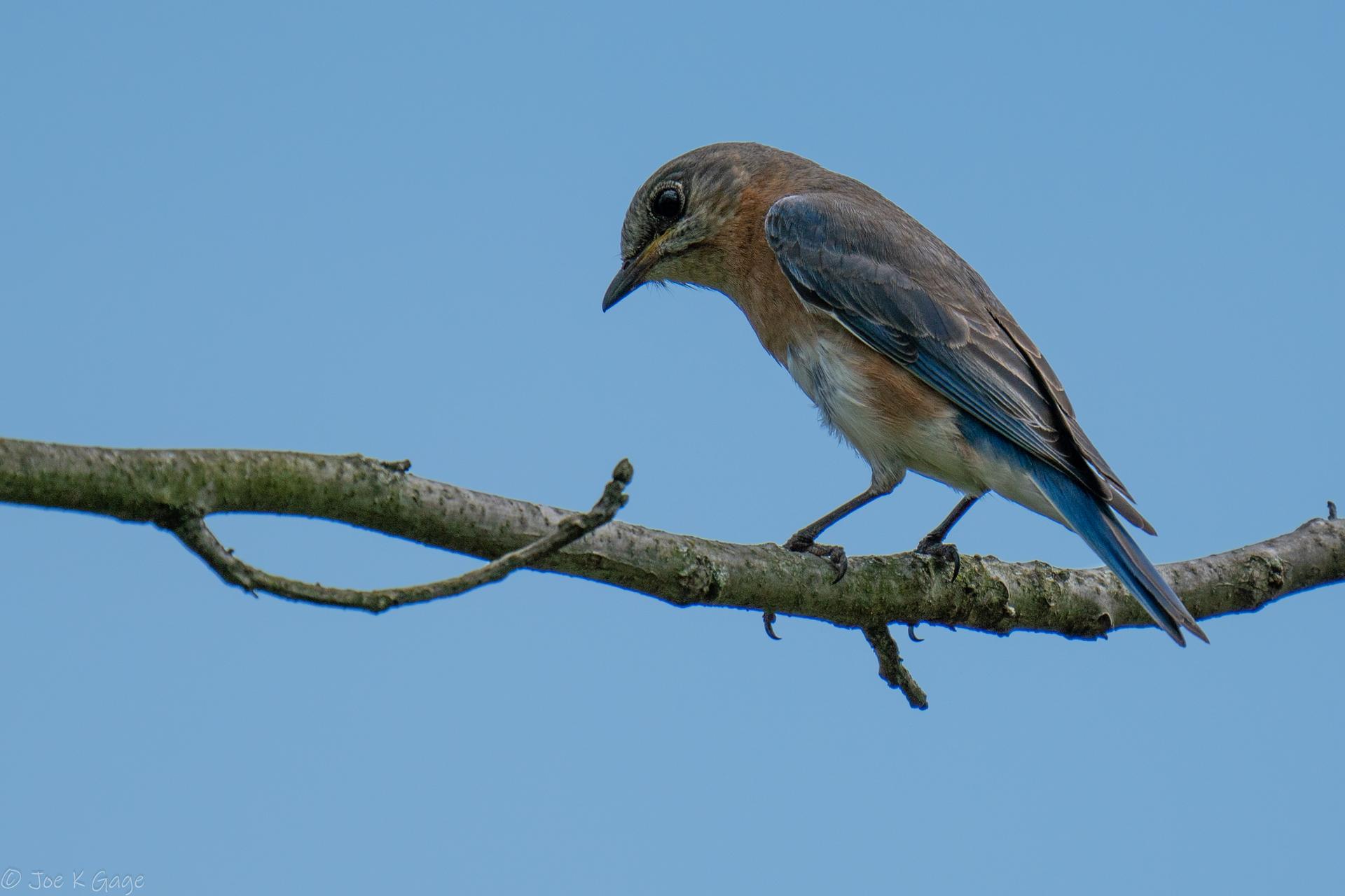A brown and blue bird perches on a bare branch against a bright blue sky.