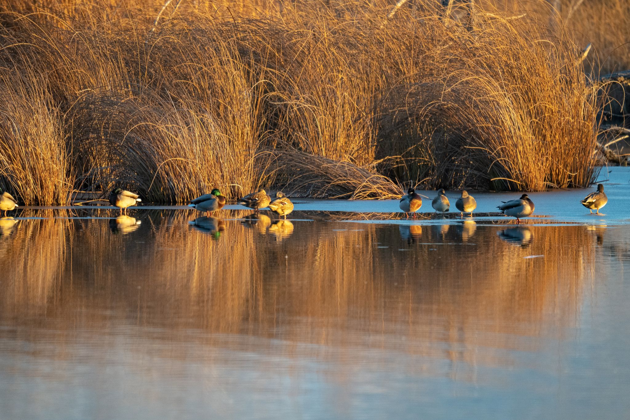 Ducks resting on ice at the edge of water with golden reeds, warm light. - Robert N. Hasenyager Great Salt Lake Nature Trail