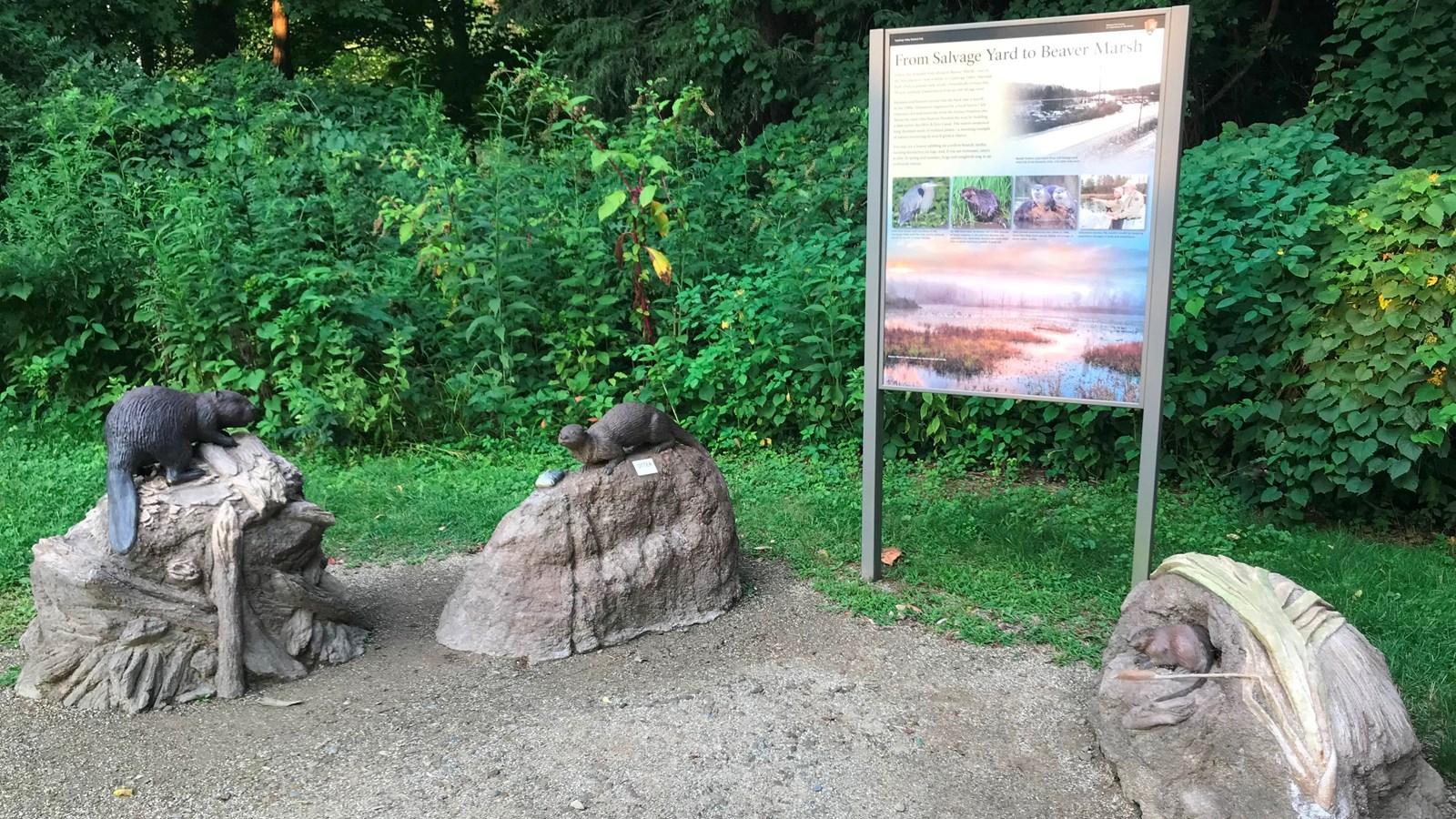 Interpretive sign and three beaver sculptures in a grassy area with dense foliage.