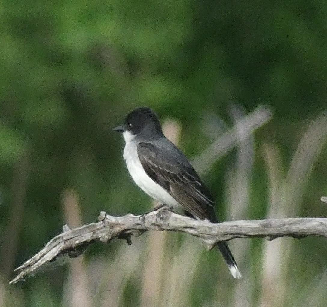 A black and white bird perches on a branch with a green, blurry background.