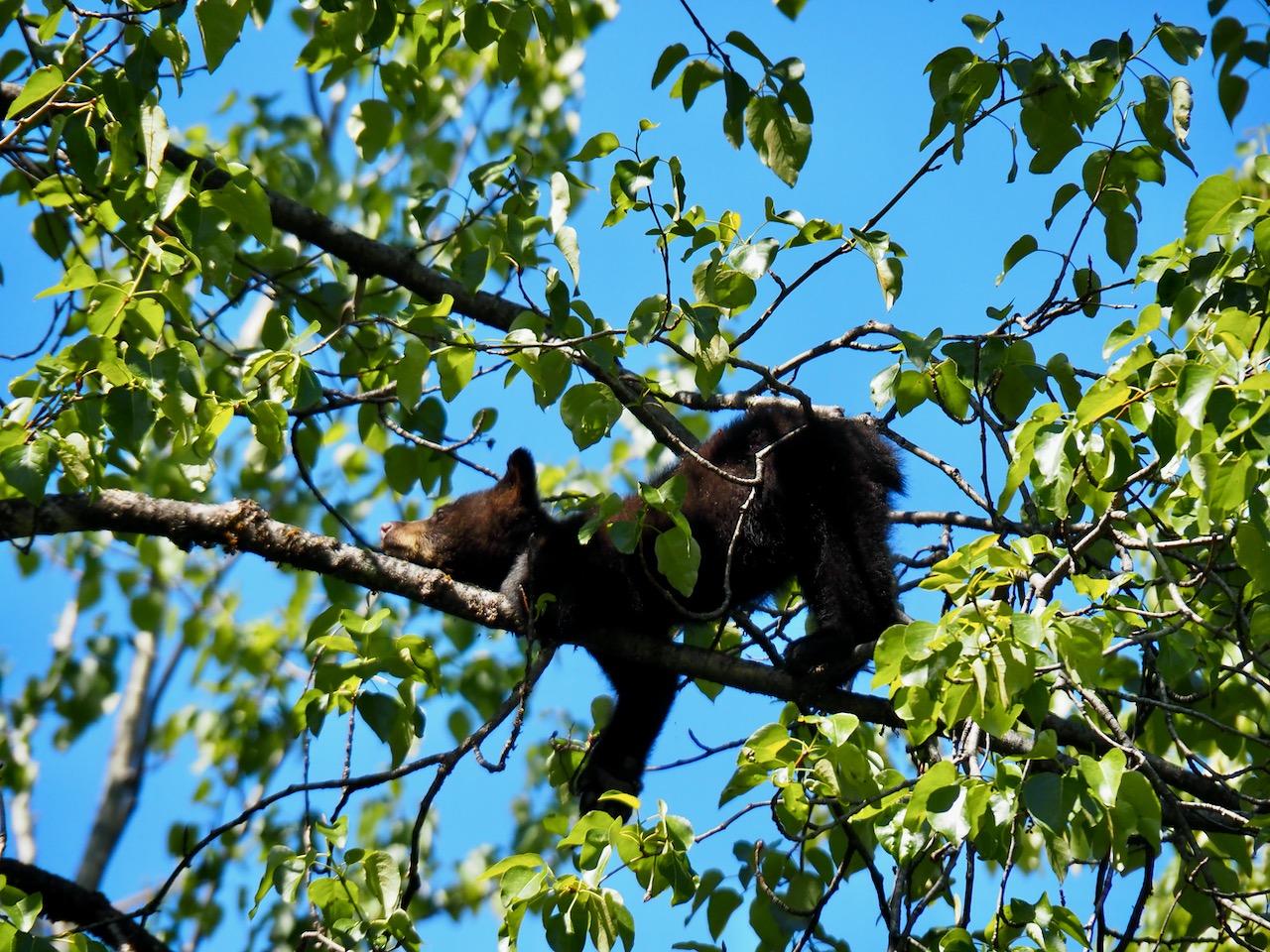 A black bear cub rests on a tree branch amidst green leaves.