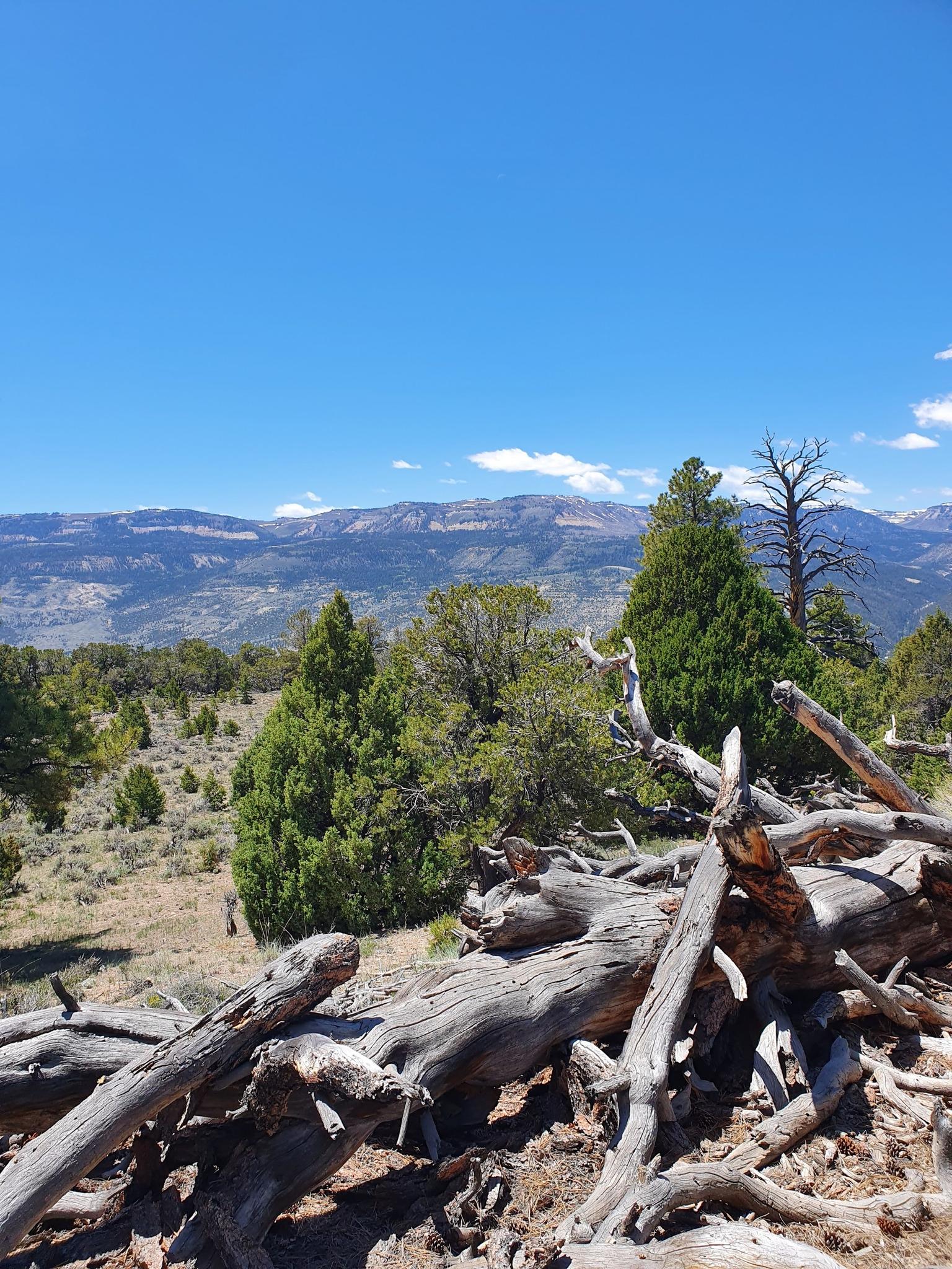Dead tree branches in the foreground with a vast sunny mountain landscape.