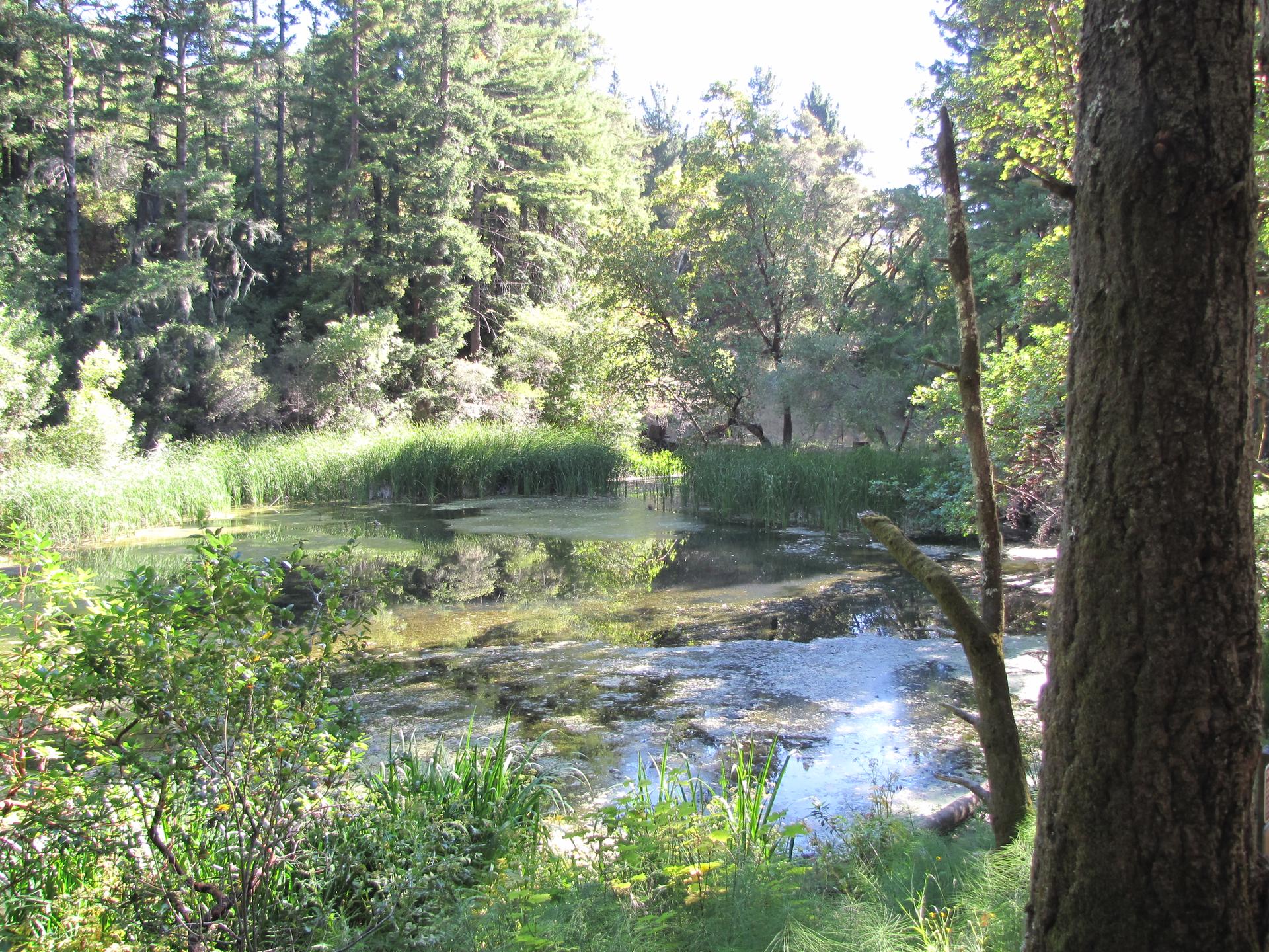 A sunlit pond with tall reeds and green foliage in a dense forest.