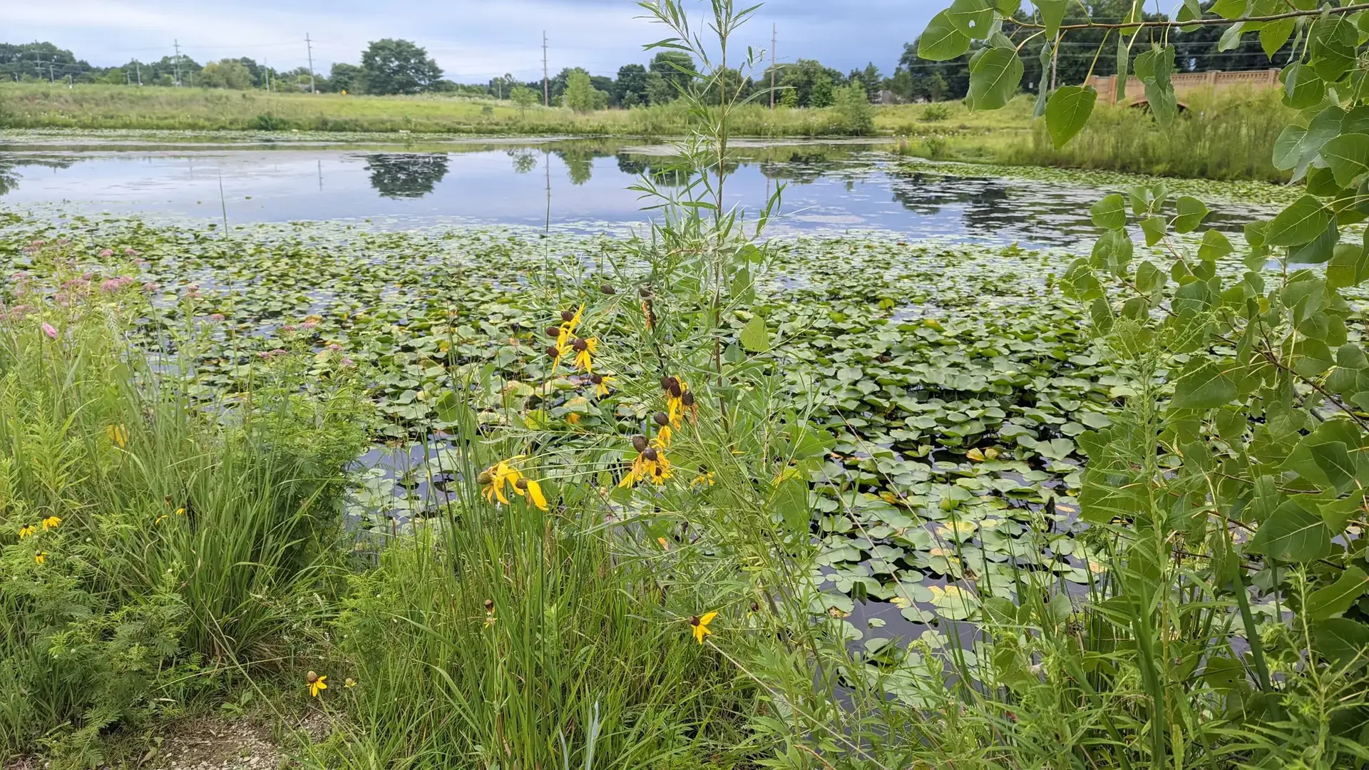 A pond covered in green lily pads, surrounded by tall grass and yellow flowers.