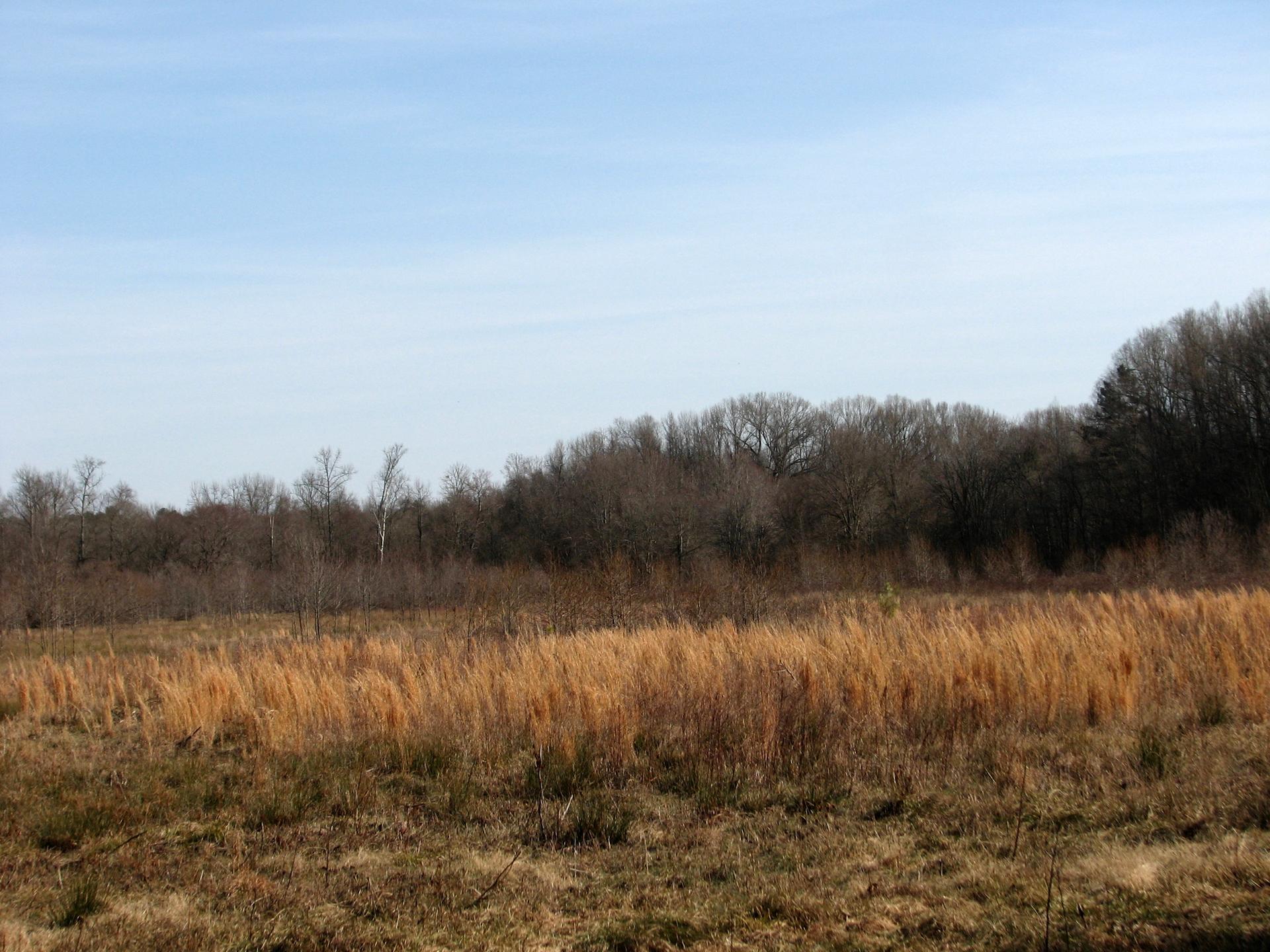 A field of golden dry grass with bare trees under a clear blue sky.
