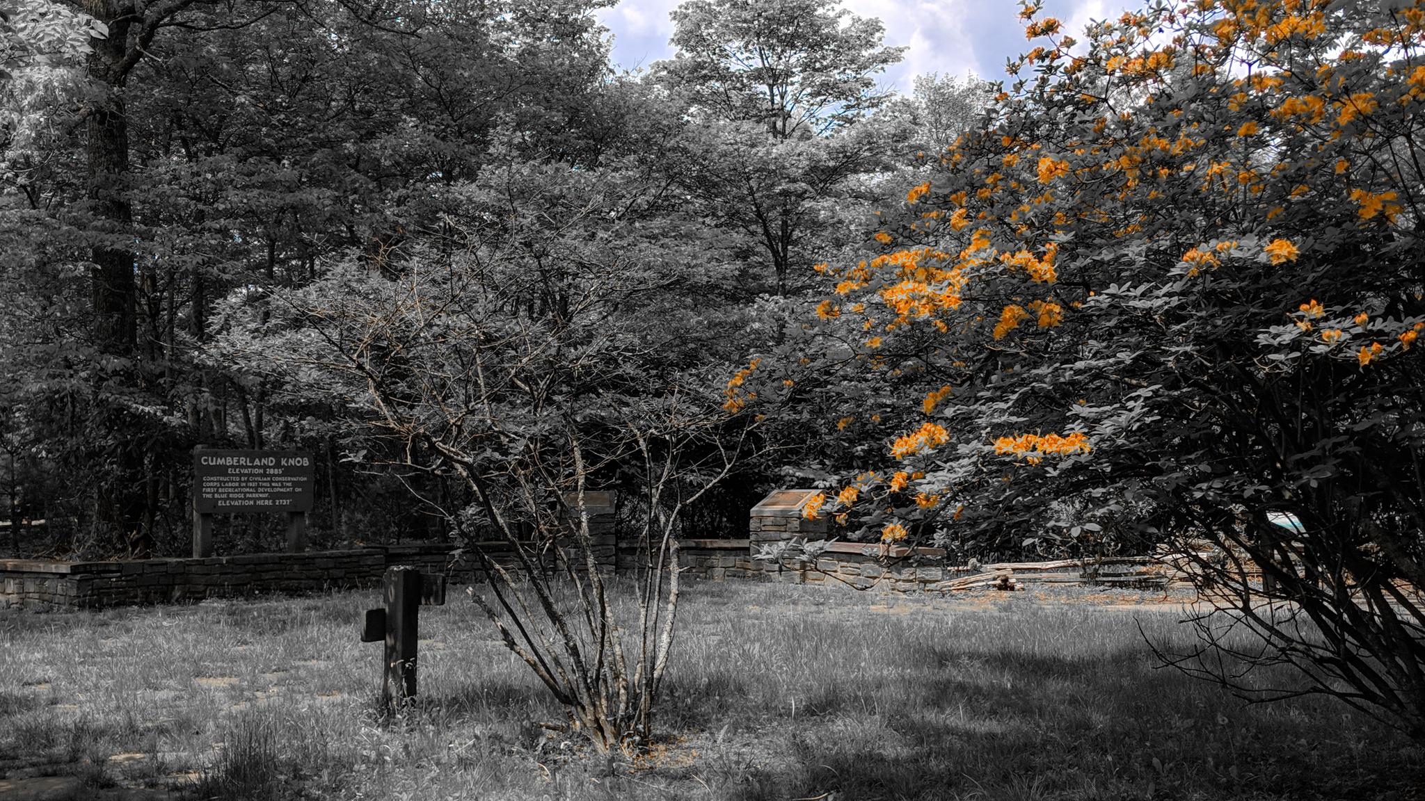 Grayscale forest with vibrant yellow-orange trees and a grassy foreground under daylight.