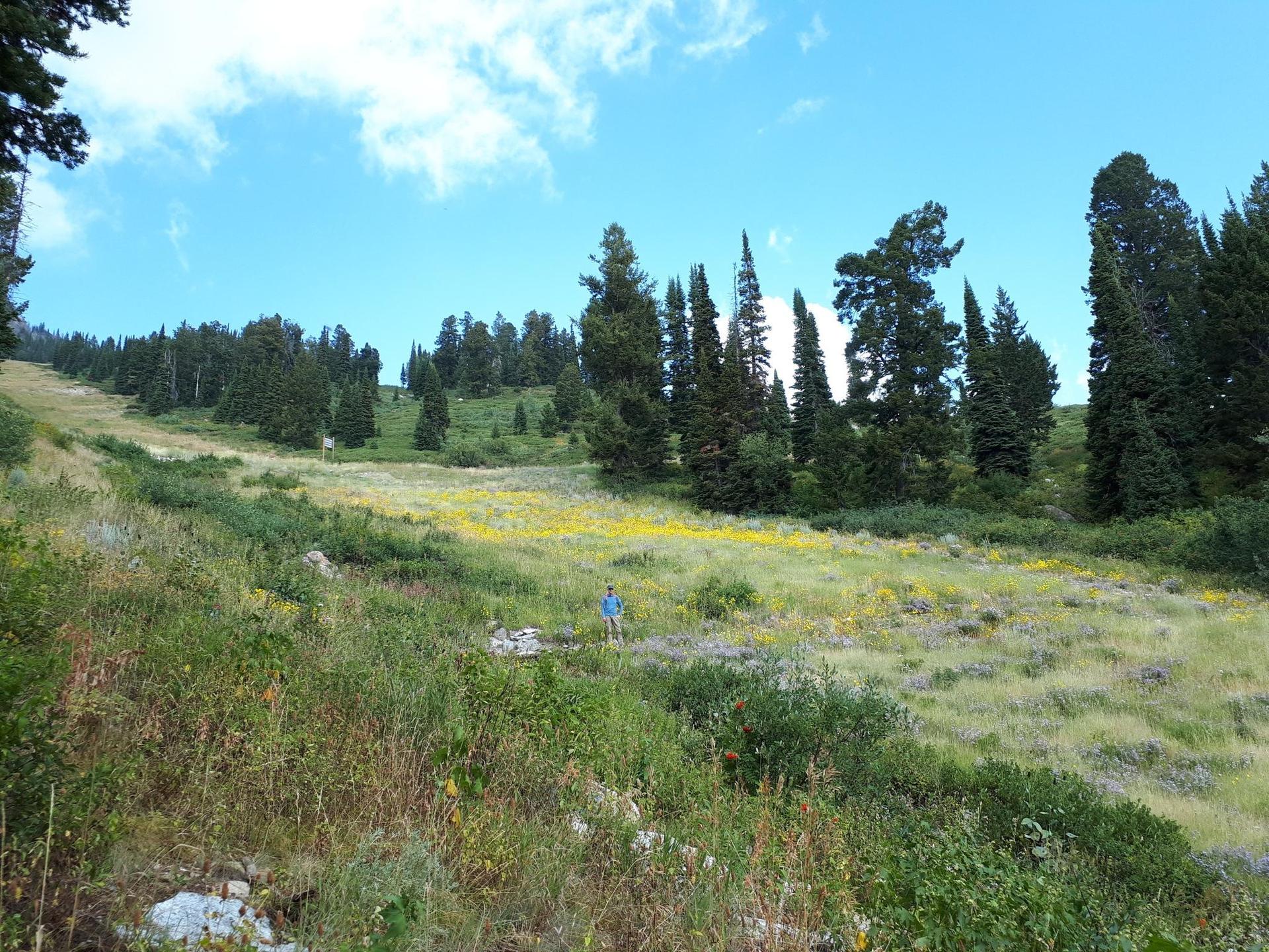 A person walks on a grassy hillside with wildflowers and scattered trees.