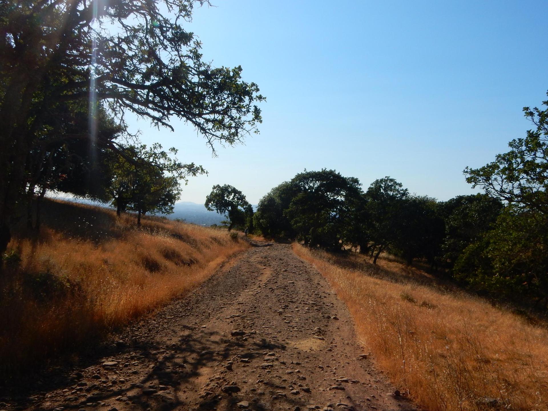 A sunny dirt road winds through dry grassy hills with scattered trees.