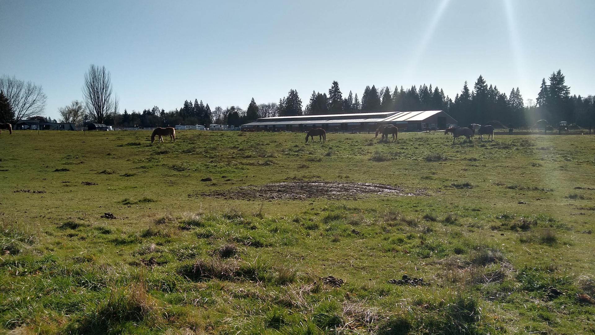 Horses graze in a sunny green field with a barn and distant trees.