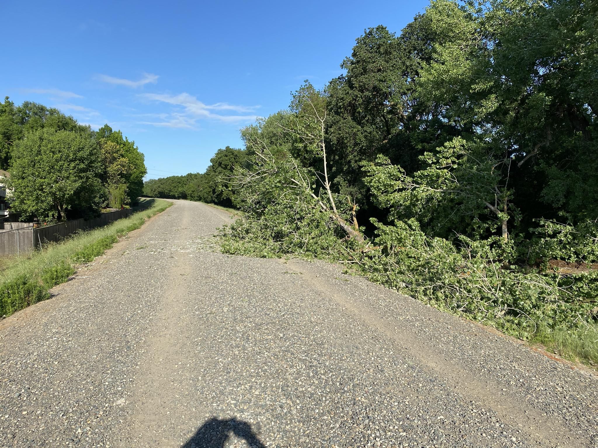 Gravel path blocked by fallen tree branches under a bright blue sky. - American River Levee Path