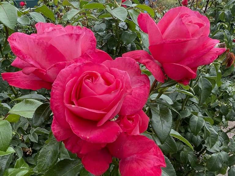 Valle delle Rose (Tal der Rosen), Killesbergpark : percorsi ...