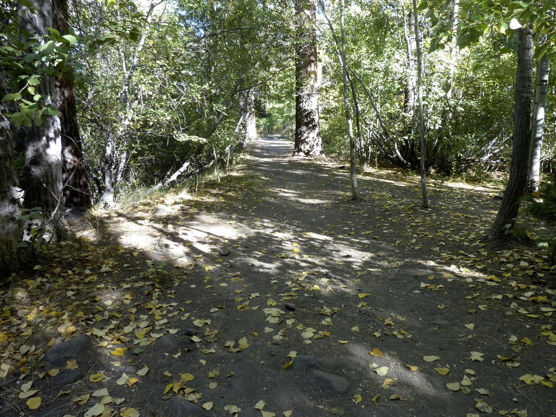 Shaded forest path covered in fallen leaves, dappled sunlight filtering through trees.