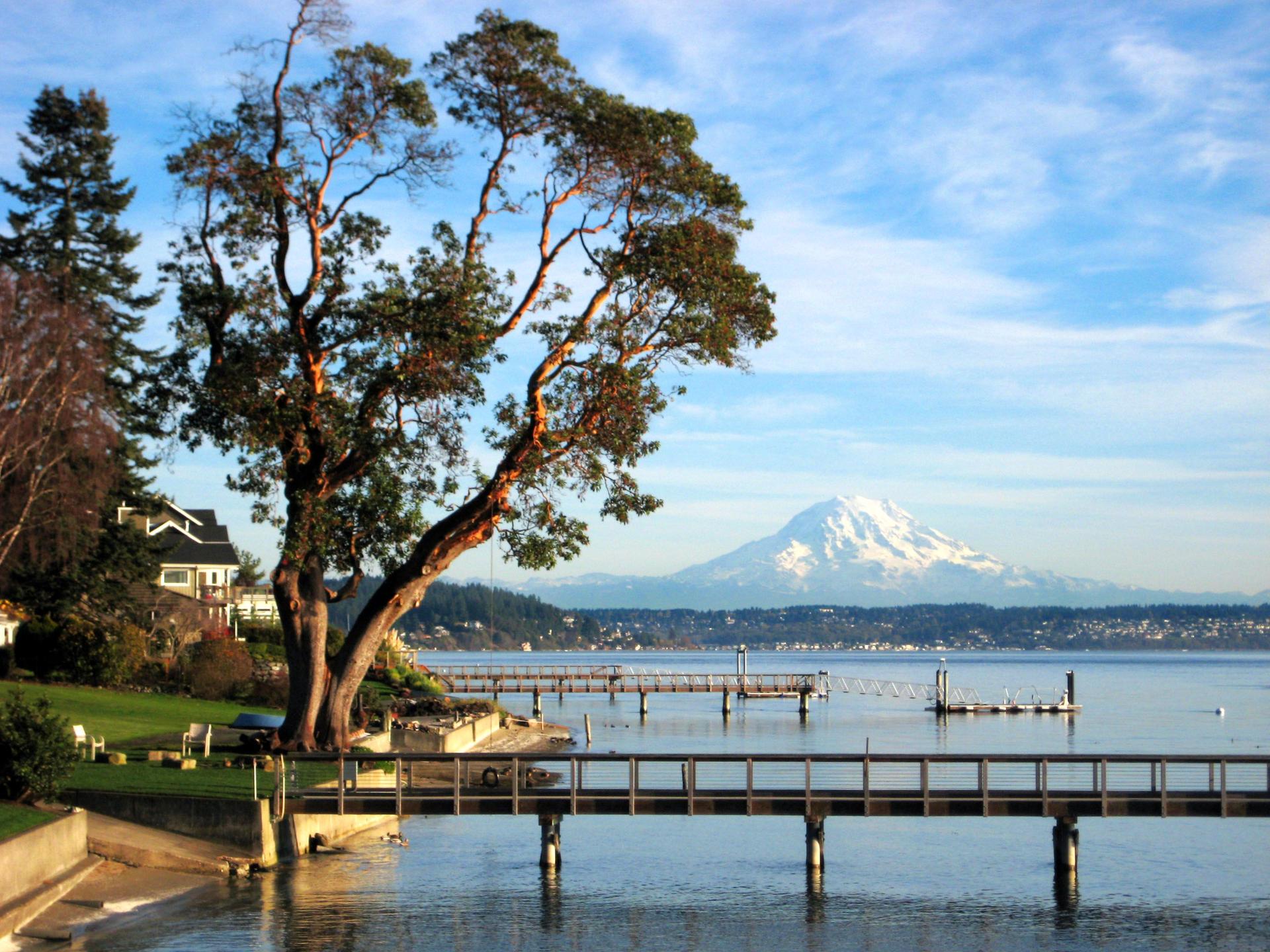 Sunny view of a large tree by a lake with docks and a snowy mountain.